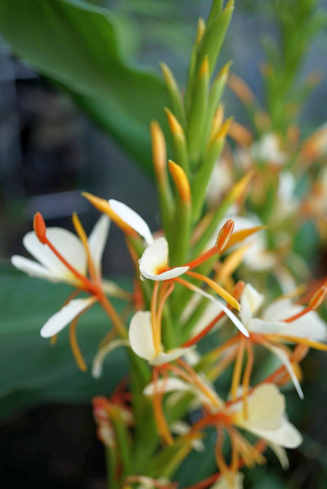 サンナ/Hedychium spicatum