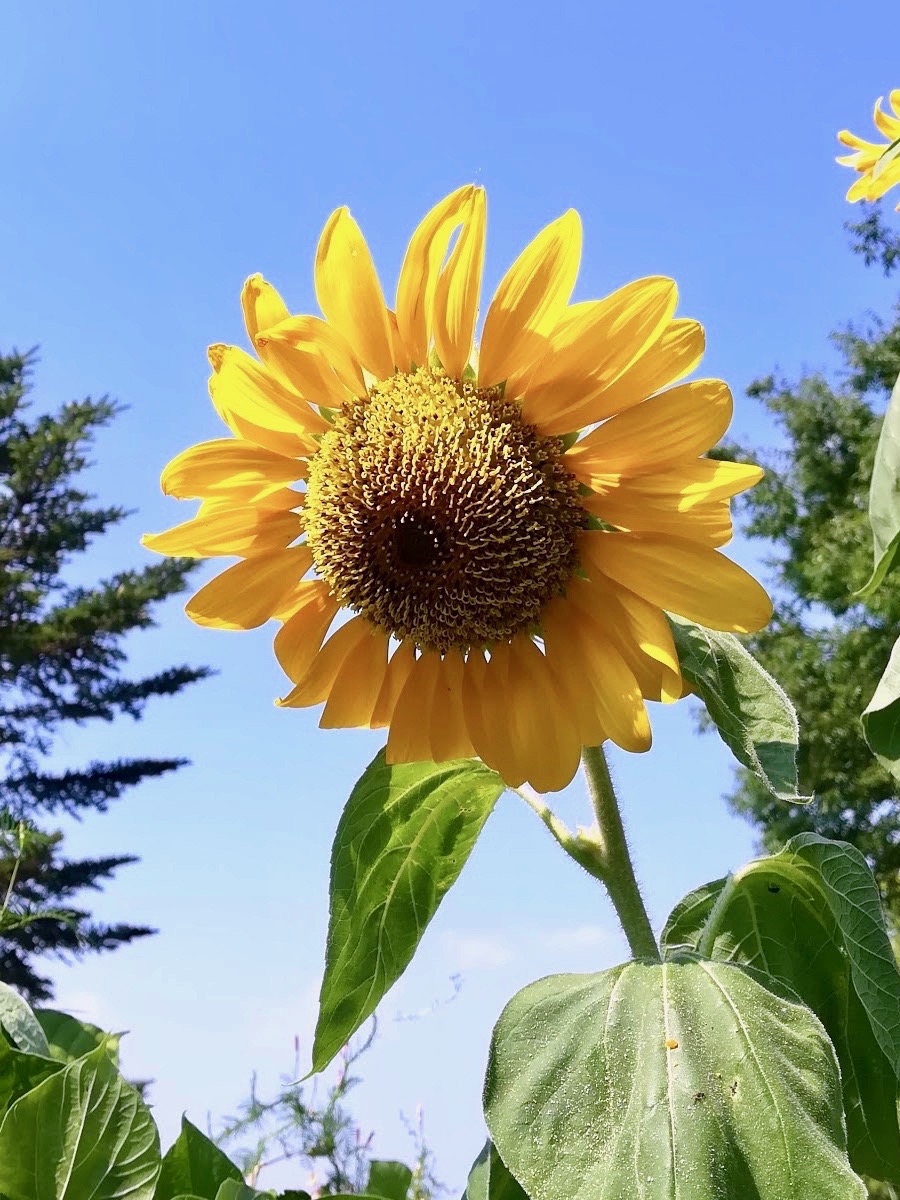 ヒマワリ/Helianthus annuus