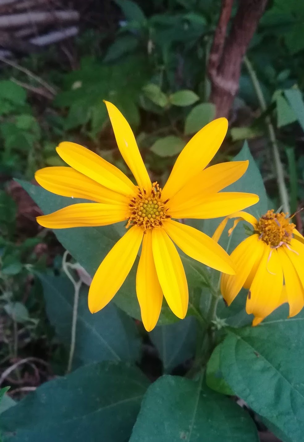 キクイモ/Helianthus tuberosus