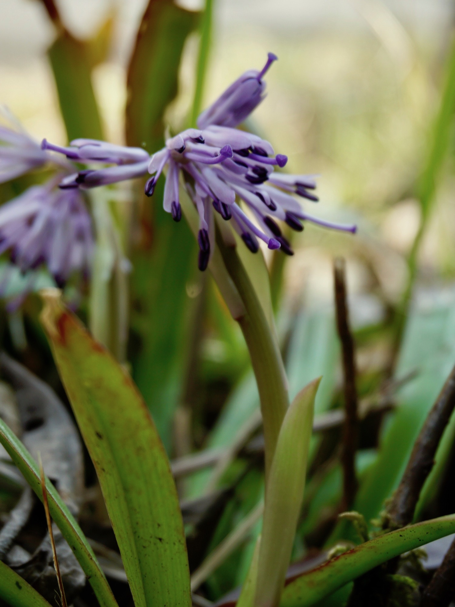 ショウジョウバカマ/Heloniopsis orientalis