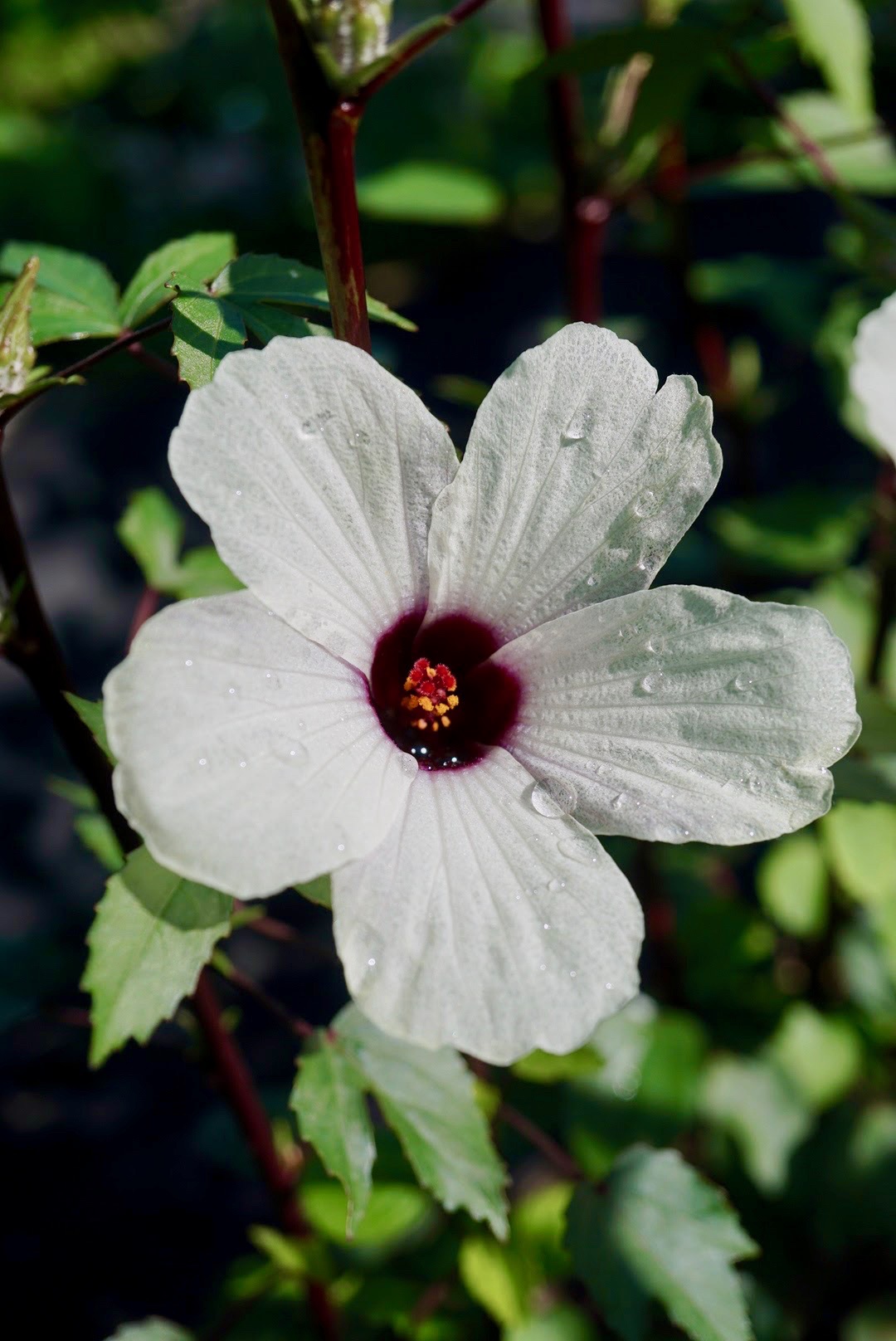 ケナフ/Hibiscus cannabinus