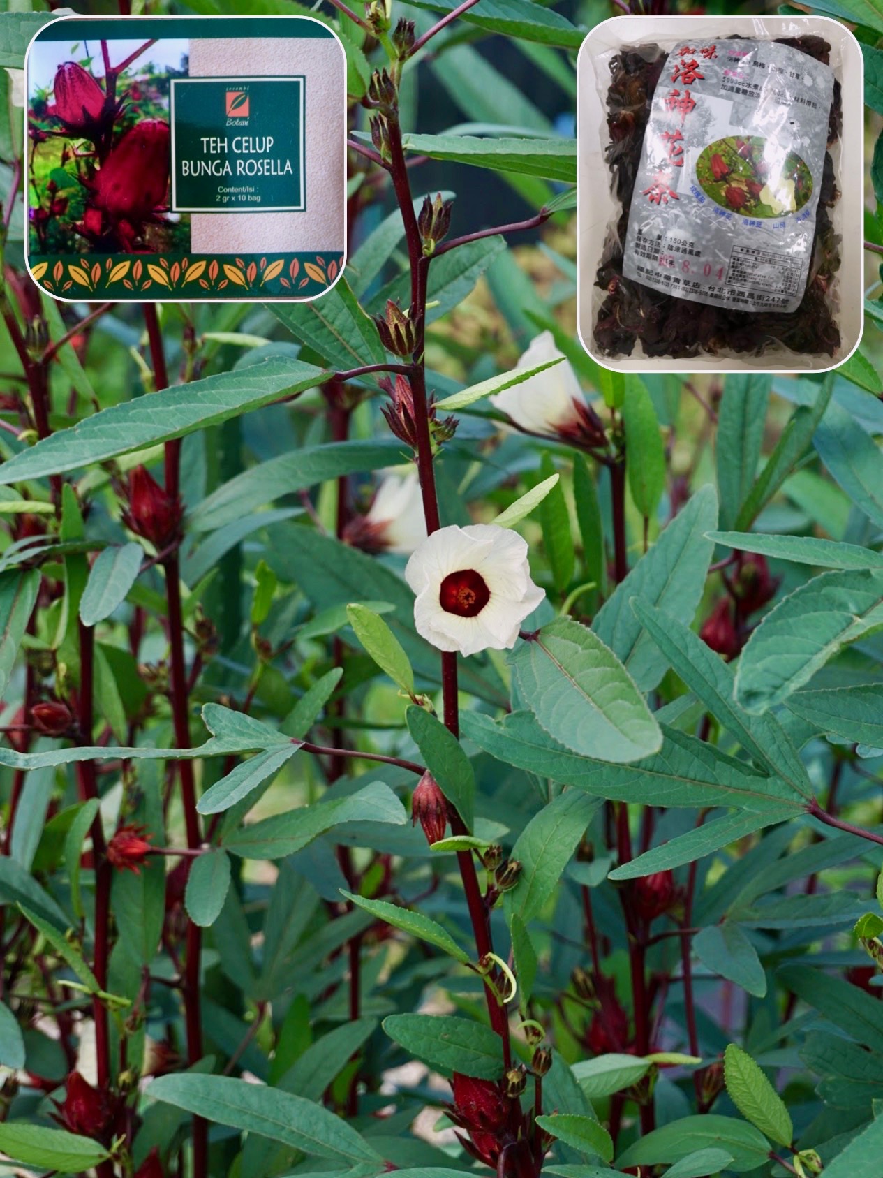 ローゼル/Hibiscus sabdariffa