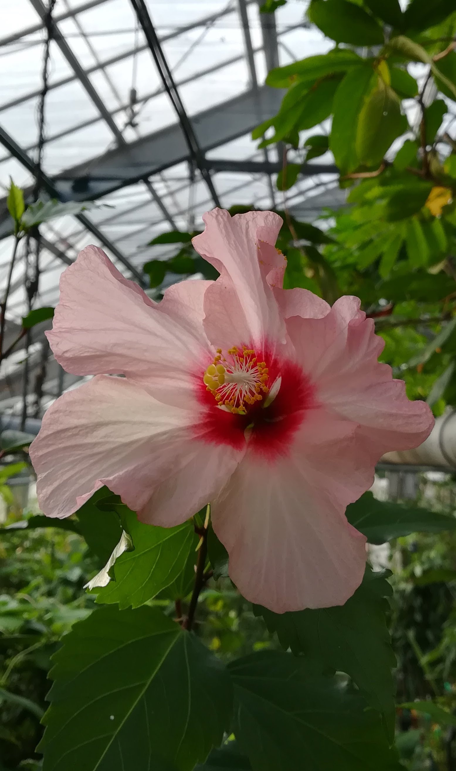 ハイビスカス/Hibiscus sp.