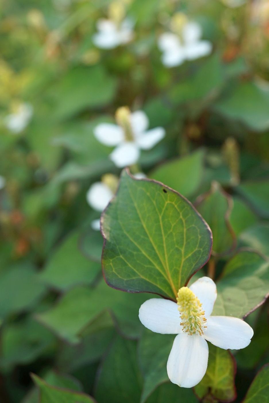 ドクダミ/Houttuynia cordata