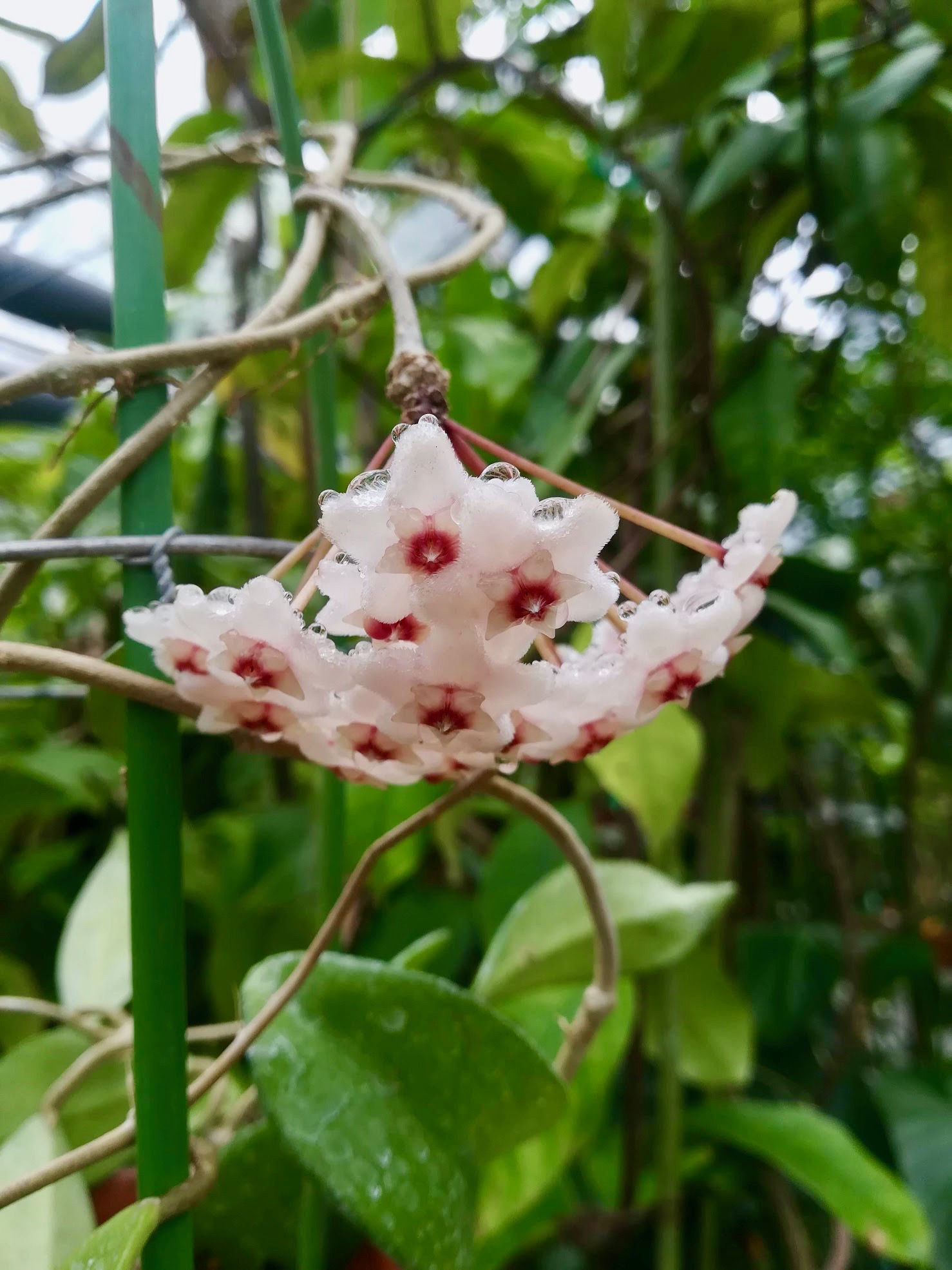 サクララン/Hoya carnosa