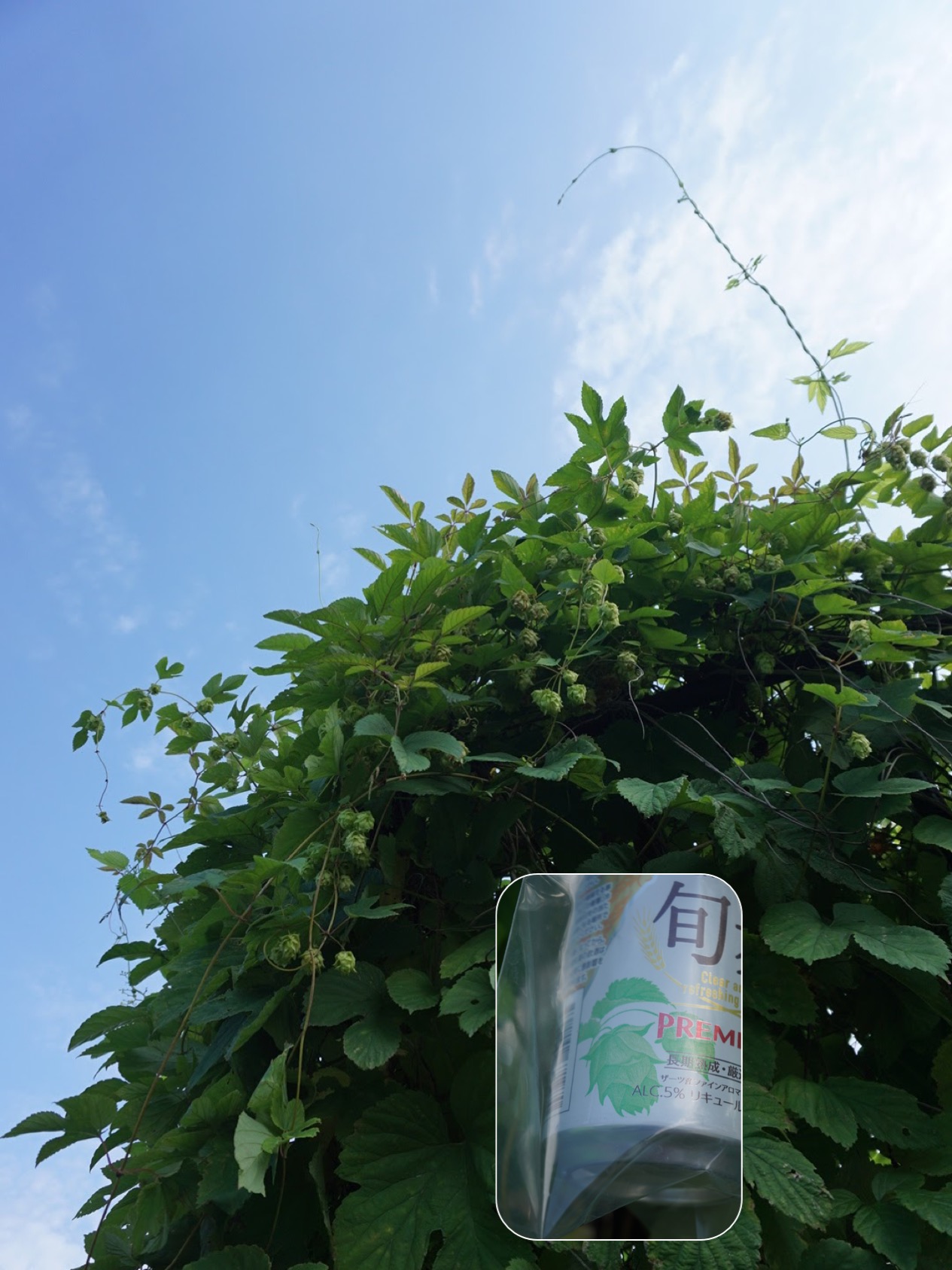 ホップ/Humulus lupulus