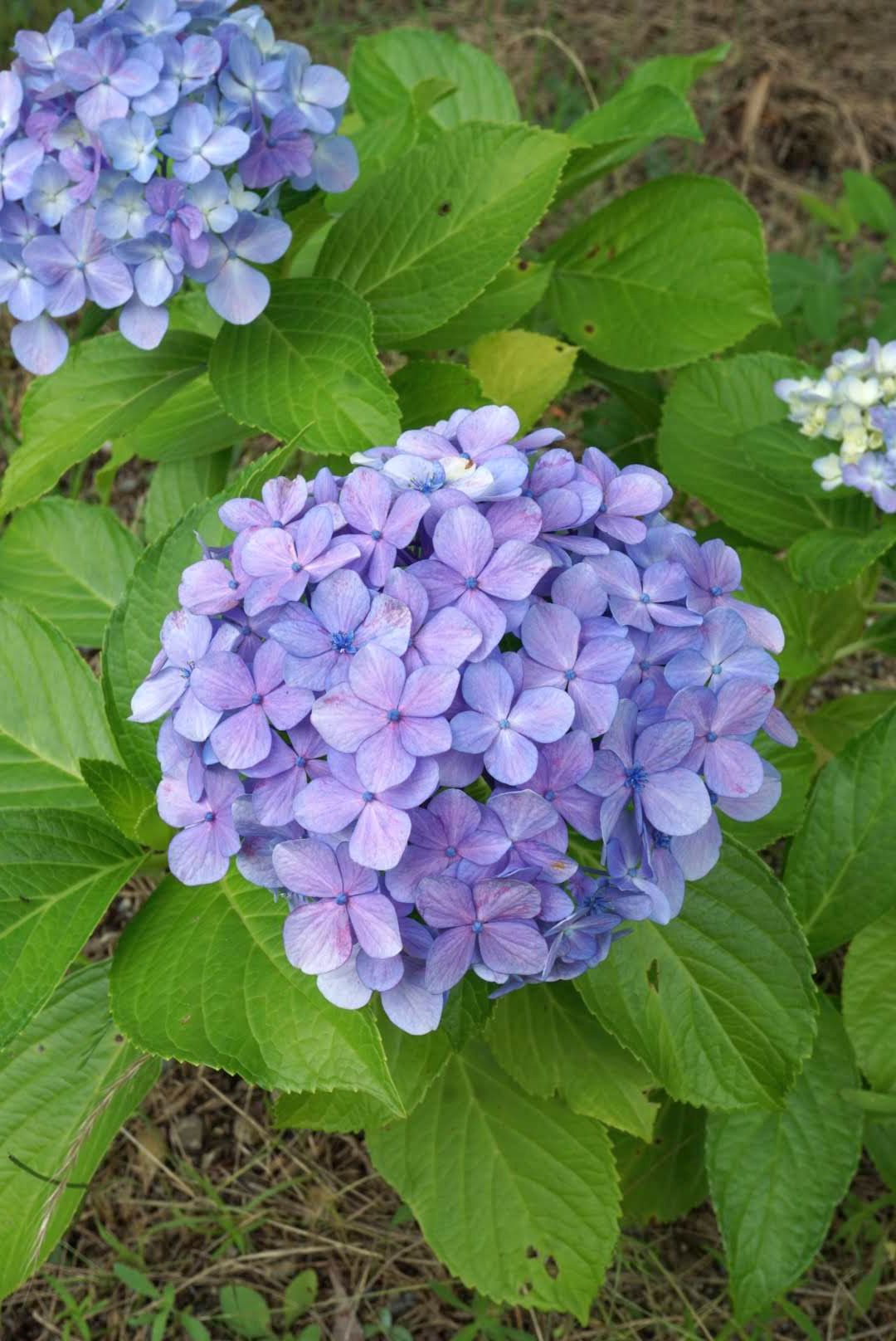 アジサイ/Hydrangea macrophylla