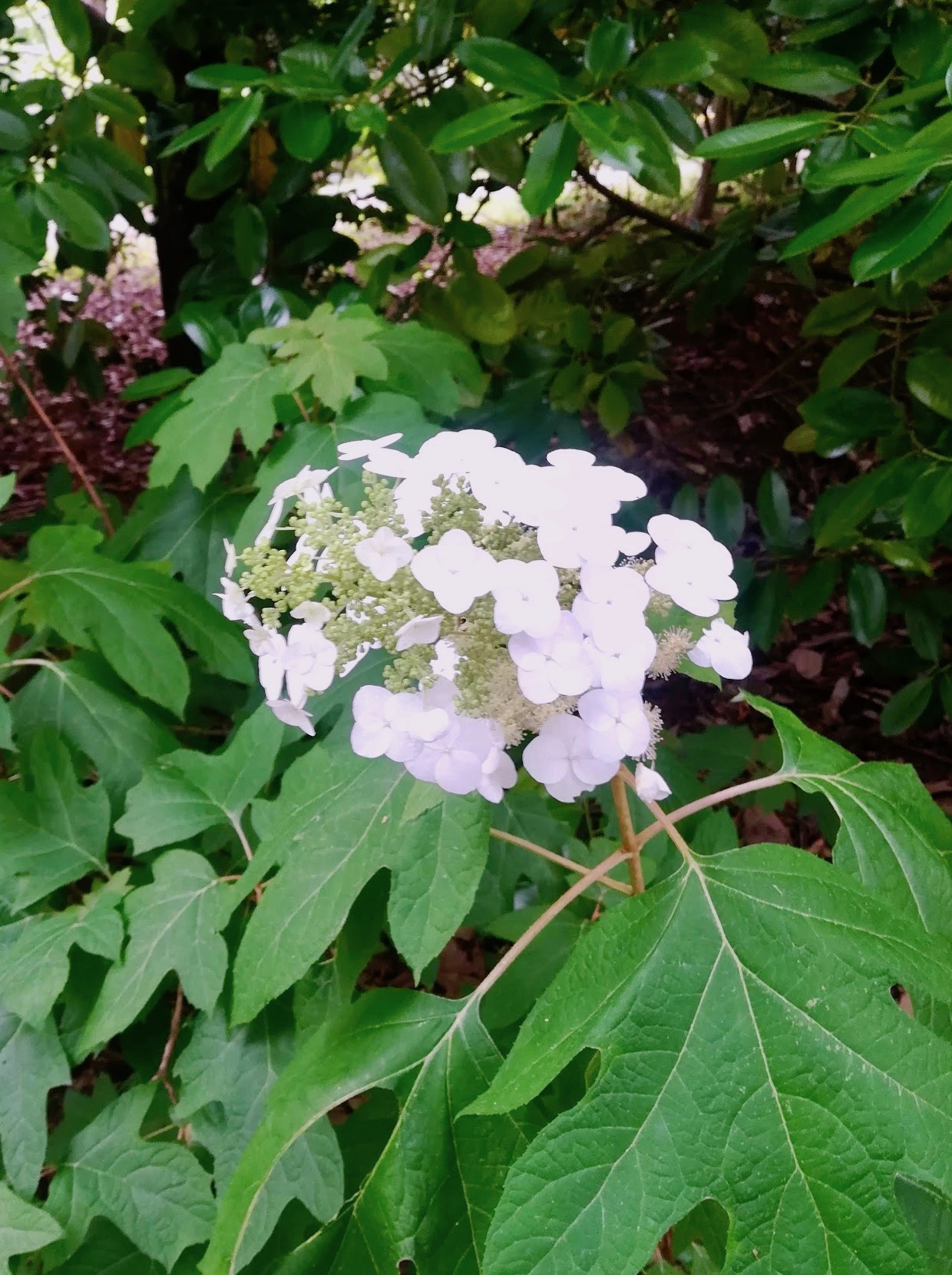 カシワバアジサイ/Hydrangea quercifolia