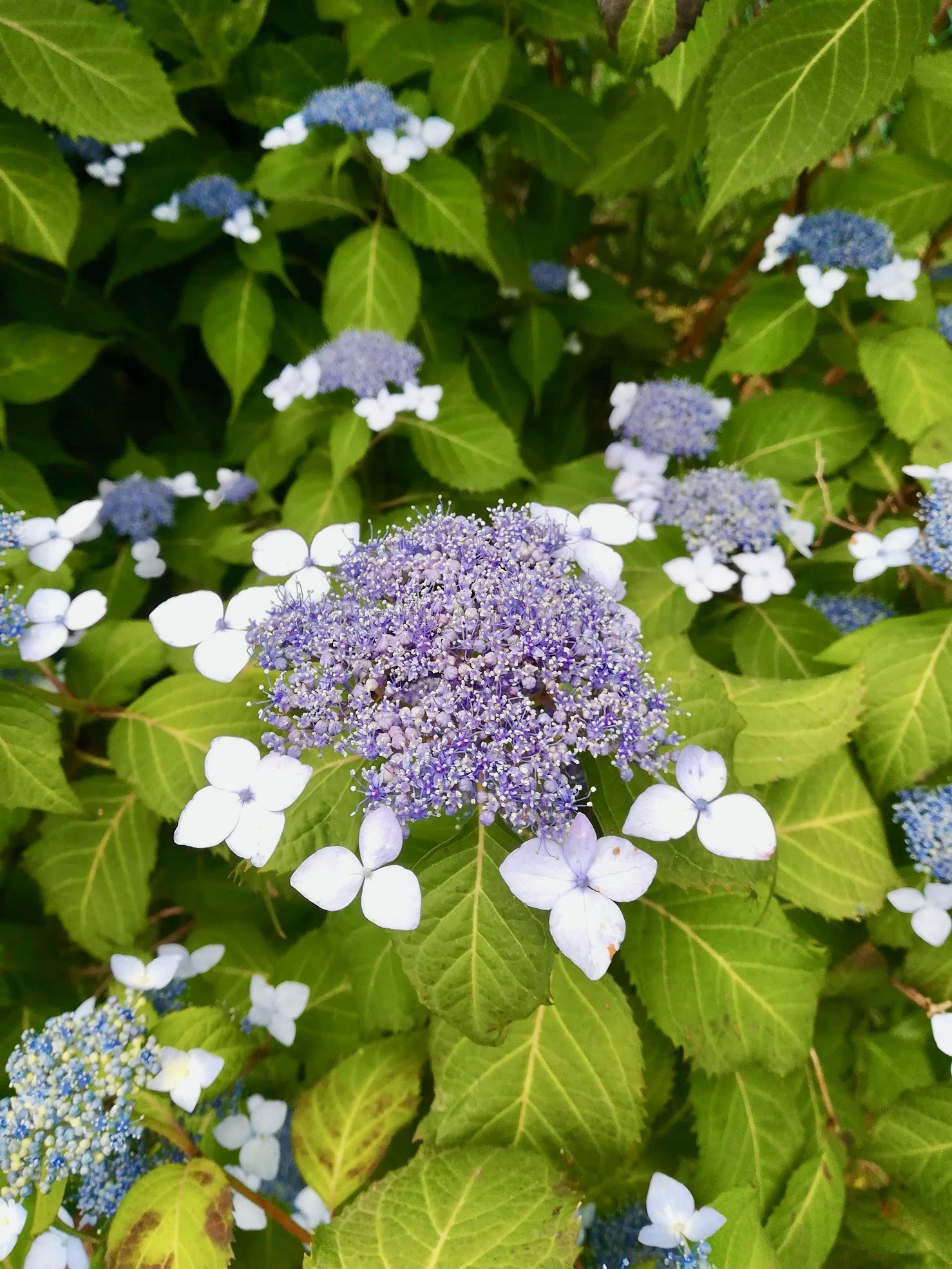 アマチャ/Hydrangea serrata var. thunbergii