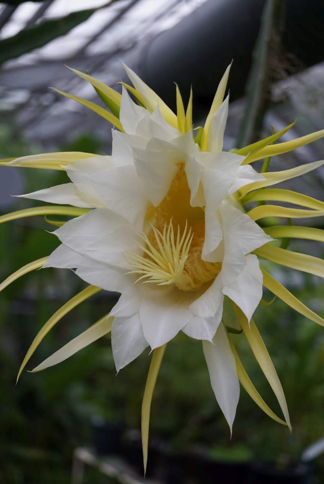 ドラゴンフルーツ/Hylocereus undatus flower