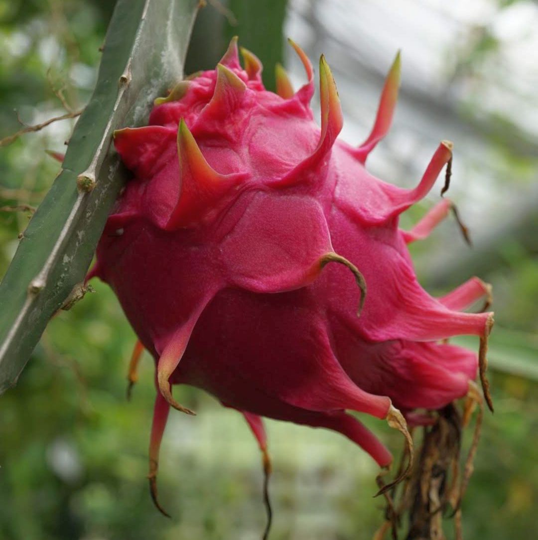 ドラゴンフルーツ/Hylocereus undatus flower