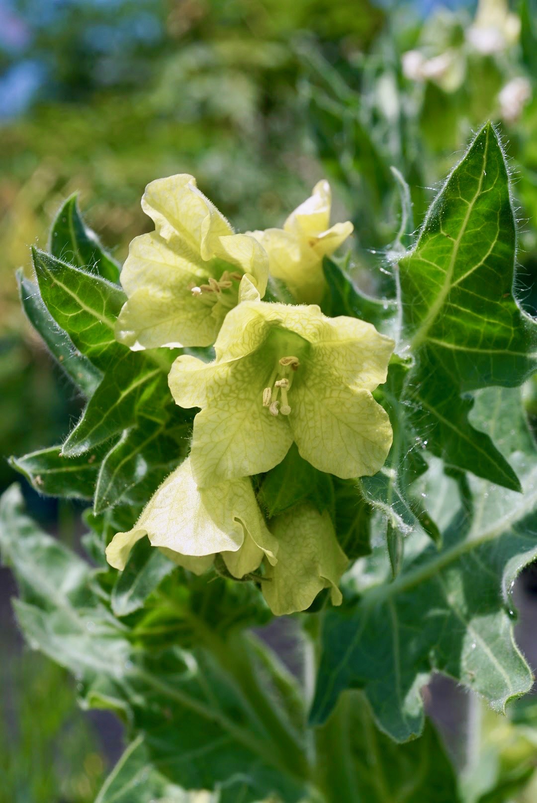 ヒヨス（白花）/Hyoscyamus albus