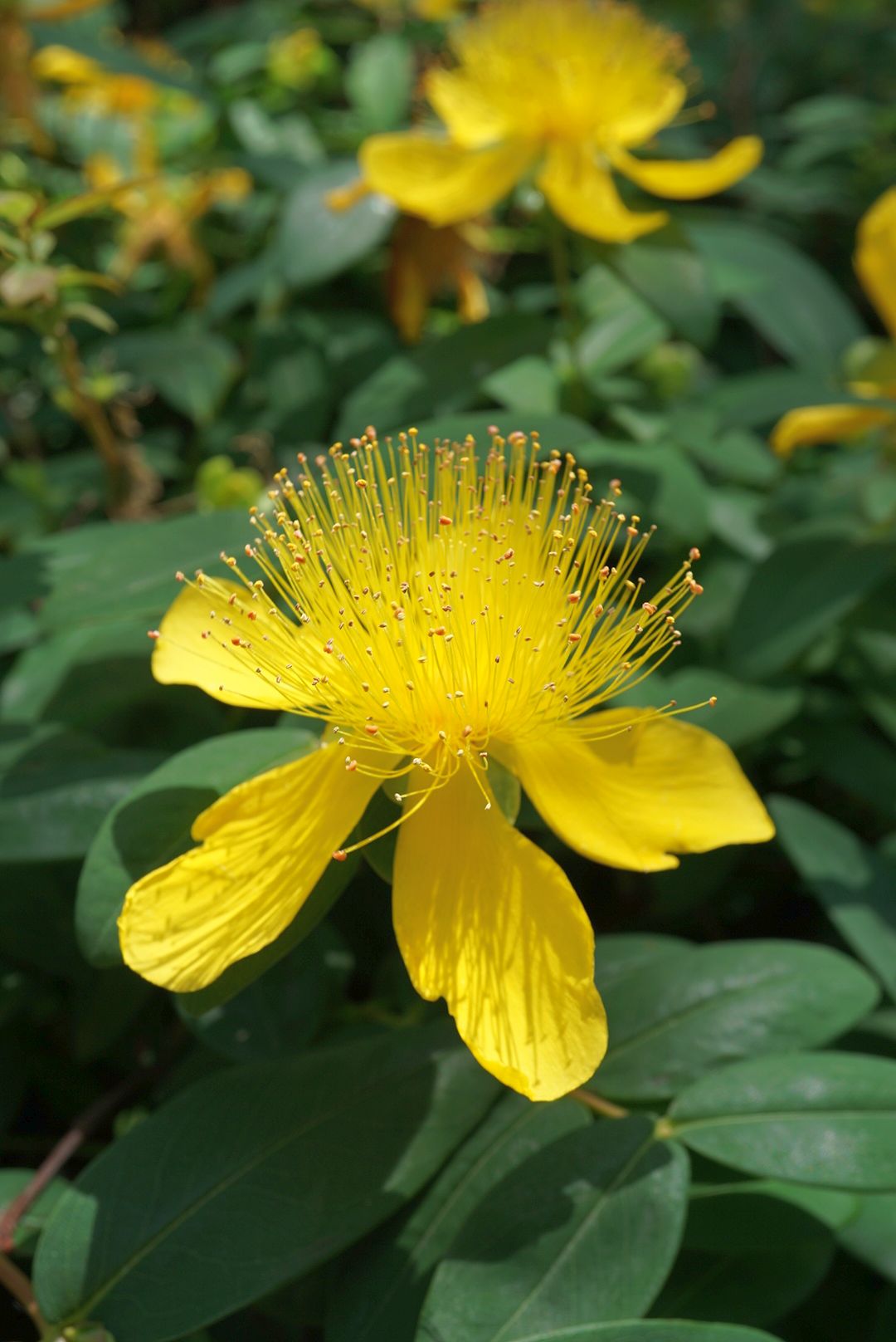 セイヨウキンシバイ/Hypericum calycinum