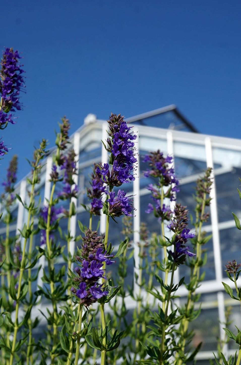 ヒソップ/Hyssopus officinalis