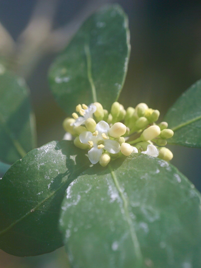 マテチャノキ/Ilex paraguariensis