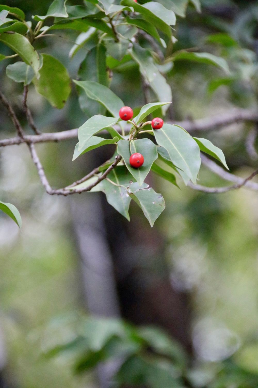 ソヨゴ/Ilex pedunculosa