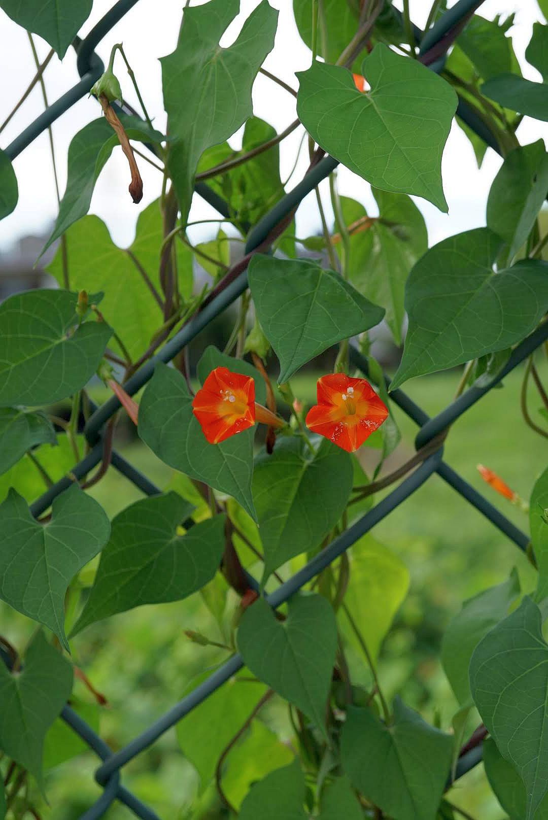 マルバルコウ/Ipomoea coccinea