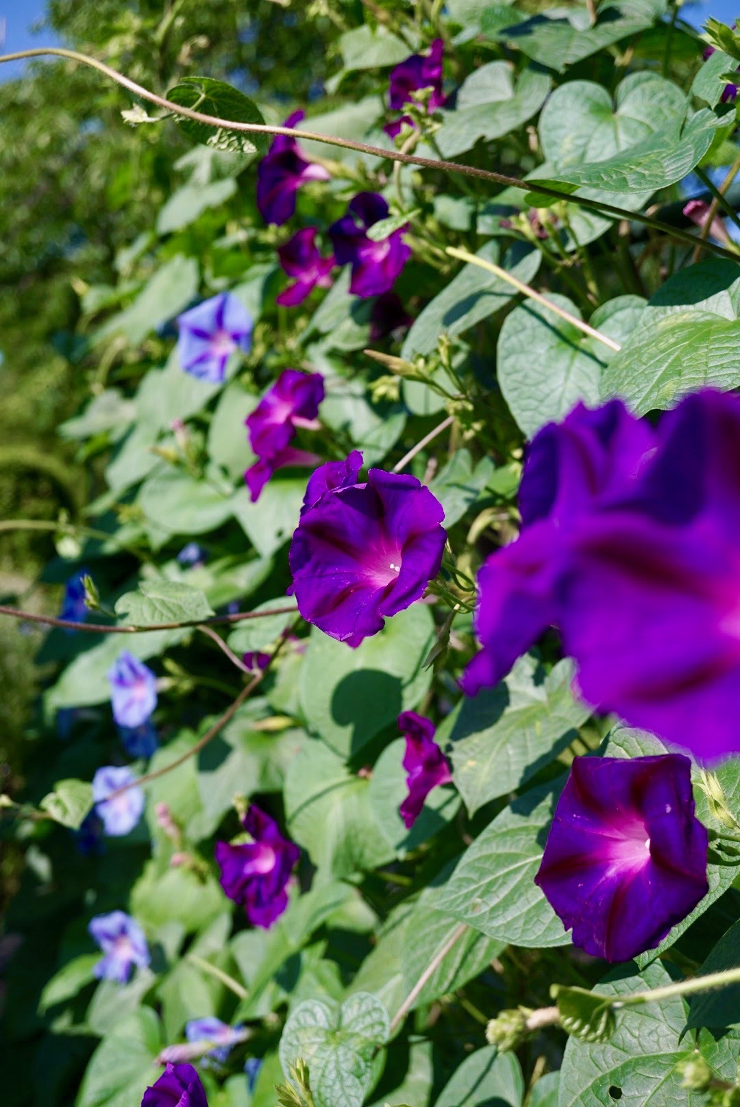 マルバアサガオ/Ipomoea purpurea