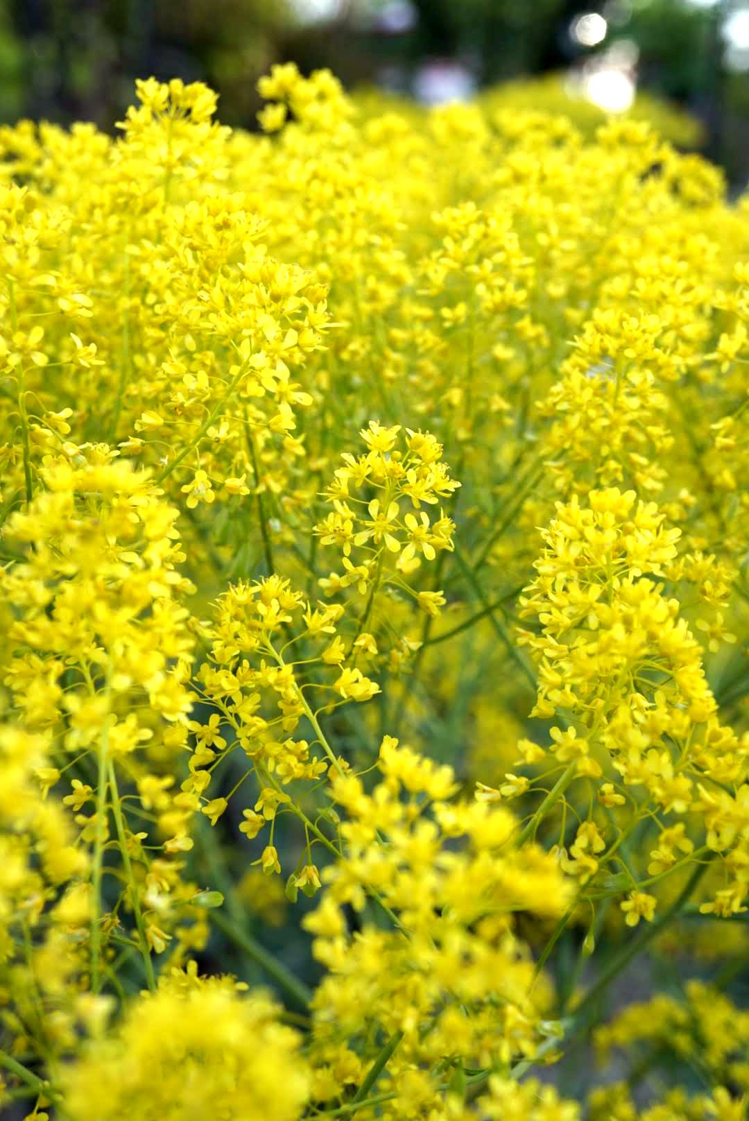 ホソバタイセイ/Isatis tinctoria flower