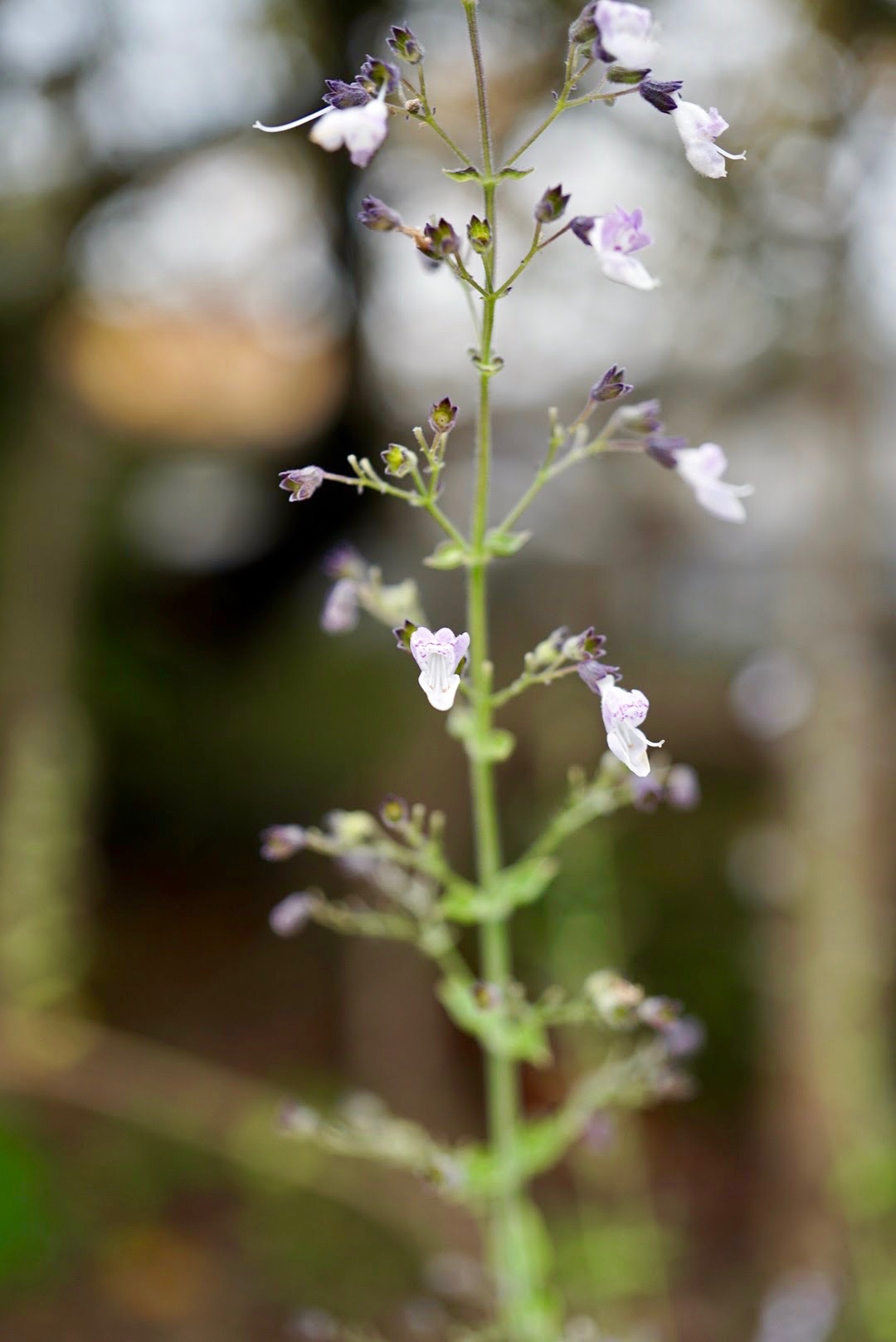ヒキオコシ/Isodon japonicus