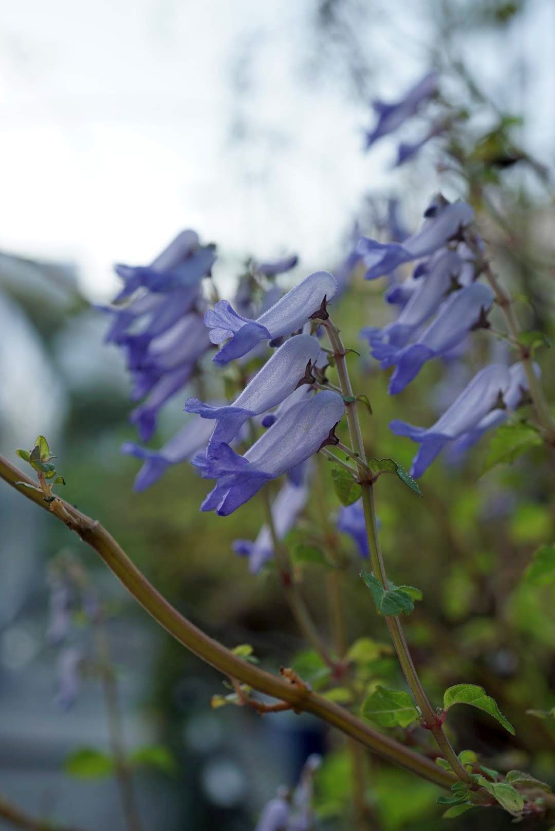 サンインヒキオコシ/Isodon shikokianus occidentalis
