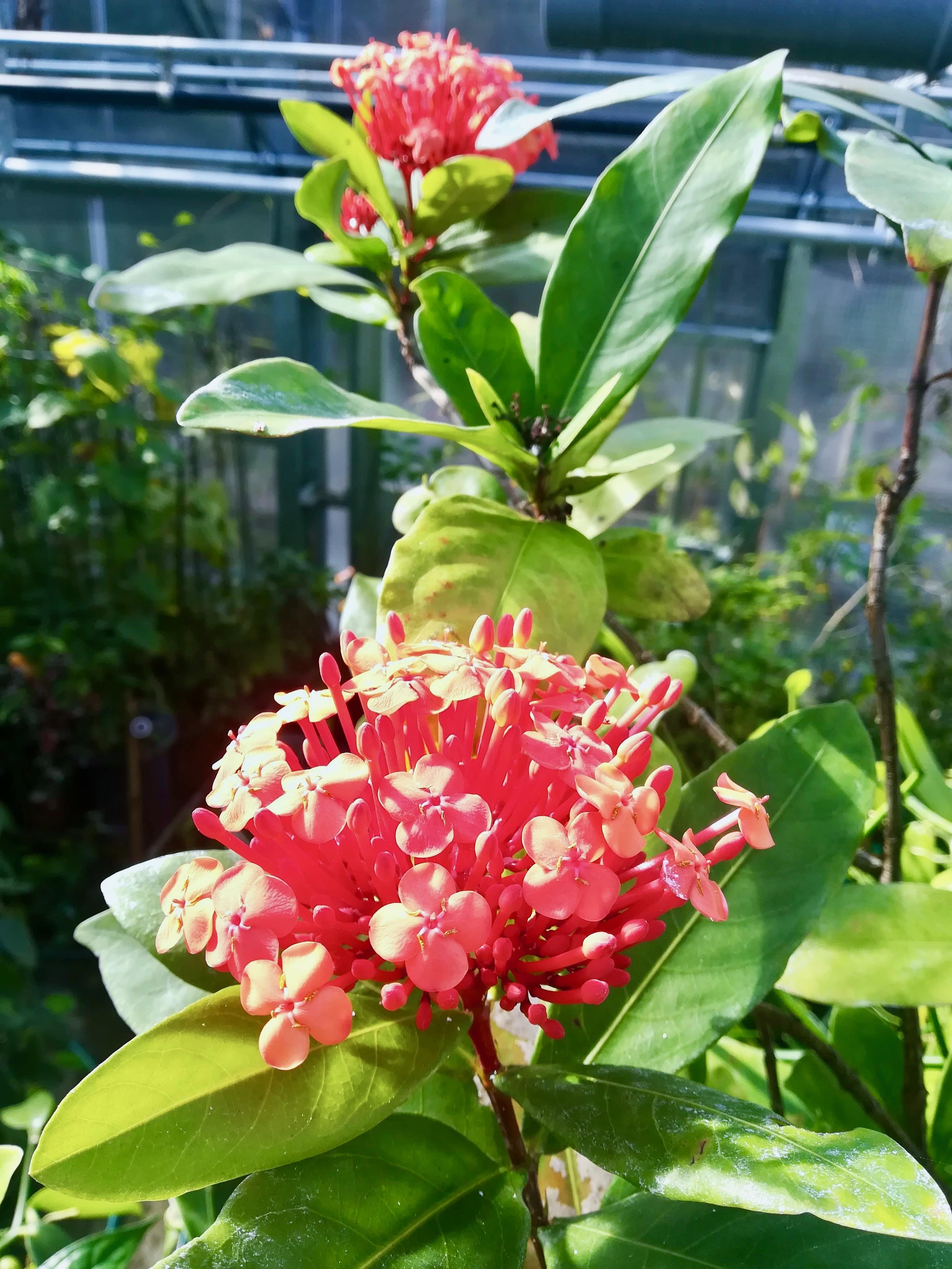 サンタンカ/Ixora chinensis