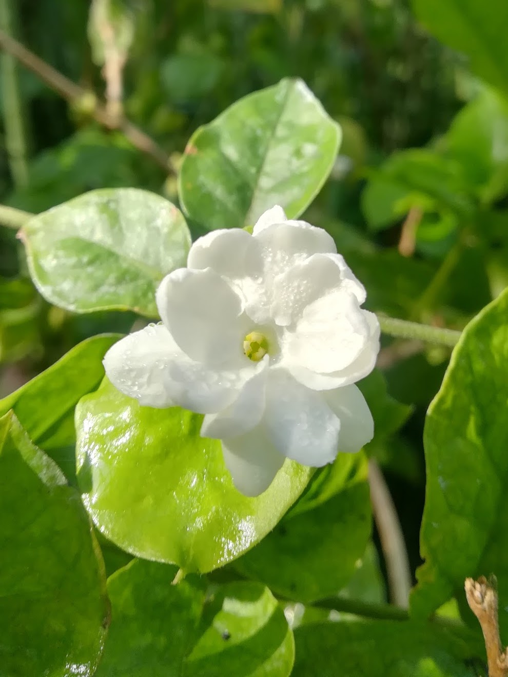 マツリカ/Jasminum sambac