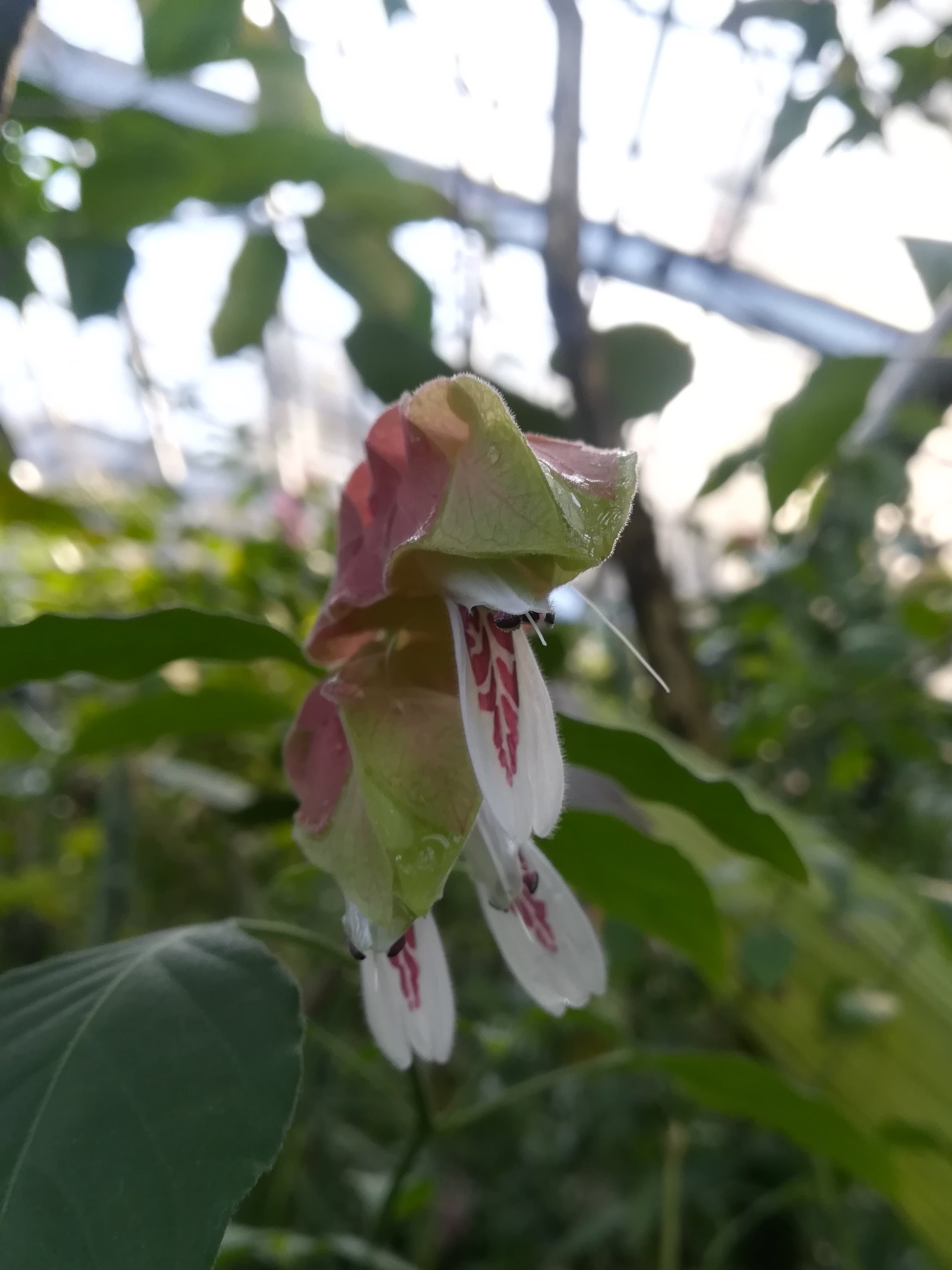 コエビソウ/Justicia brandegeana