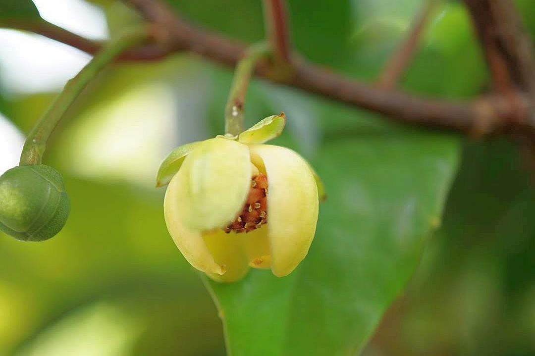 サネカズラ/Kadsura japonica flowers