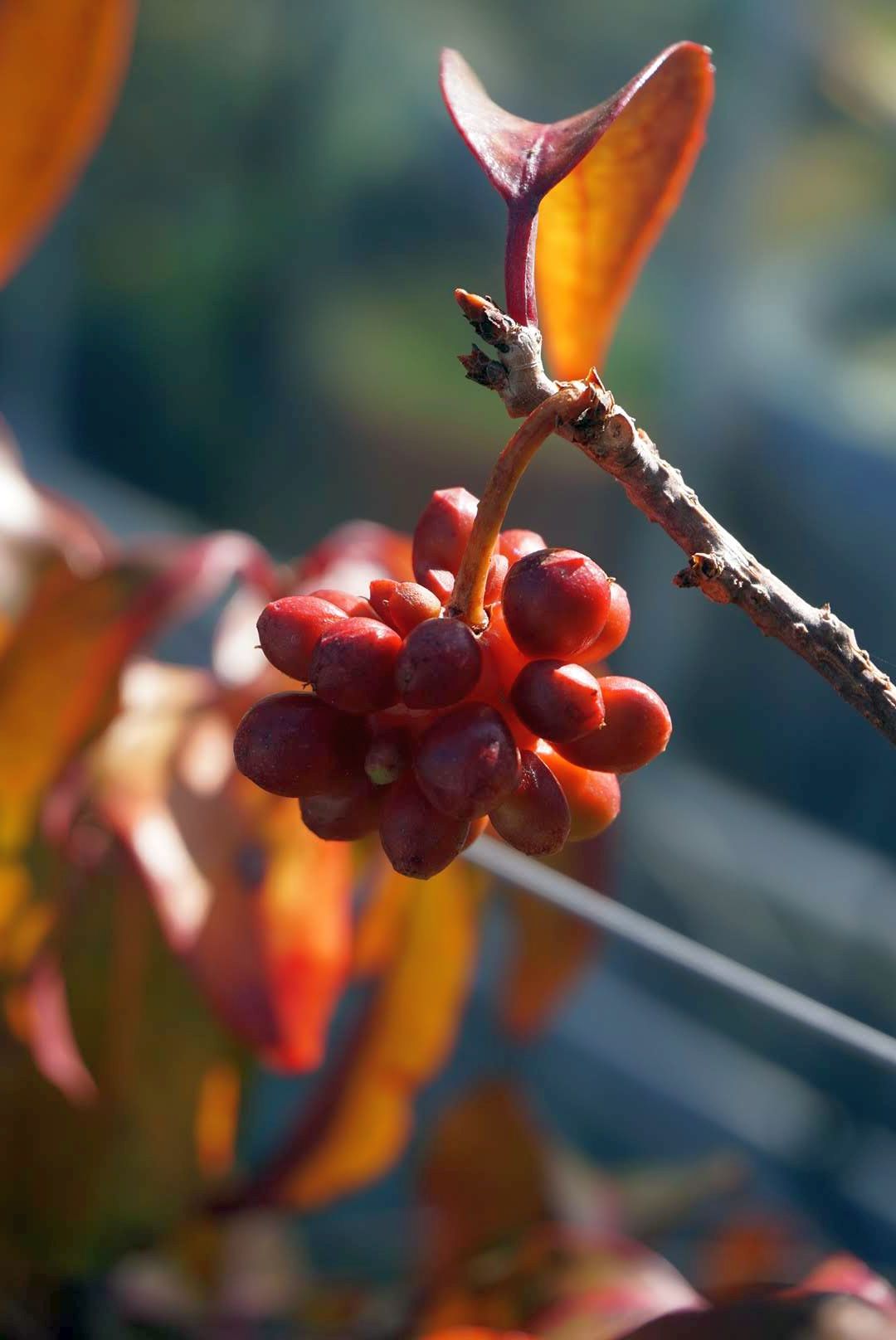 サネカズラ/Kadsura japonica fruits