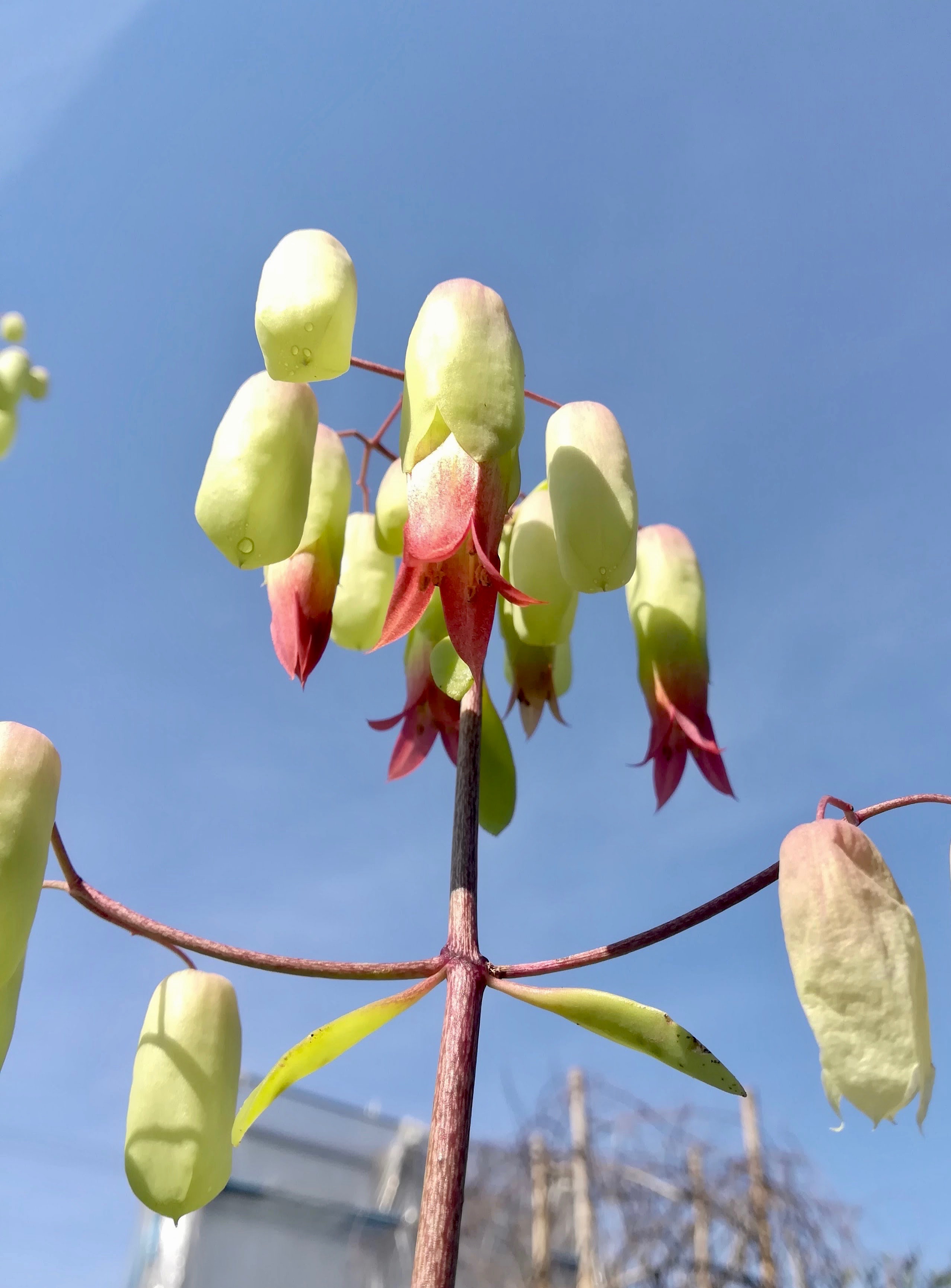 セイロンベンケイ/Kalanchoe pinnata