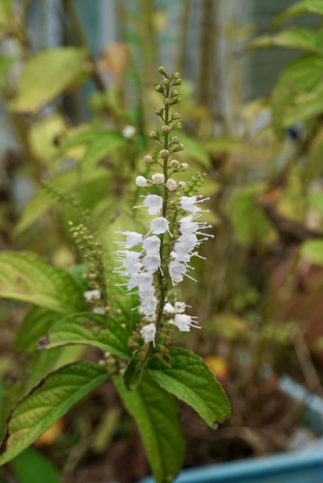 シモバシラ/Keiskea japonica