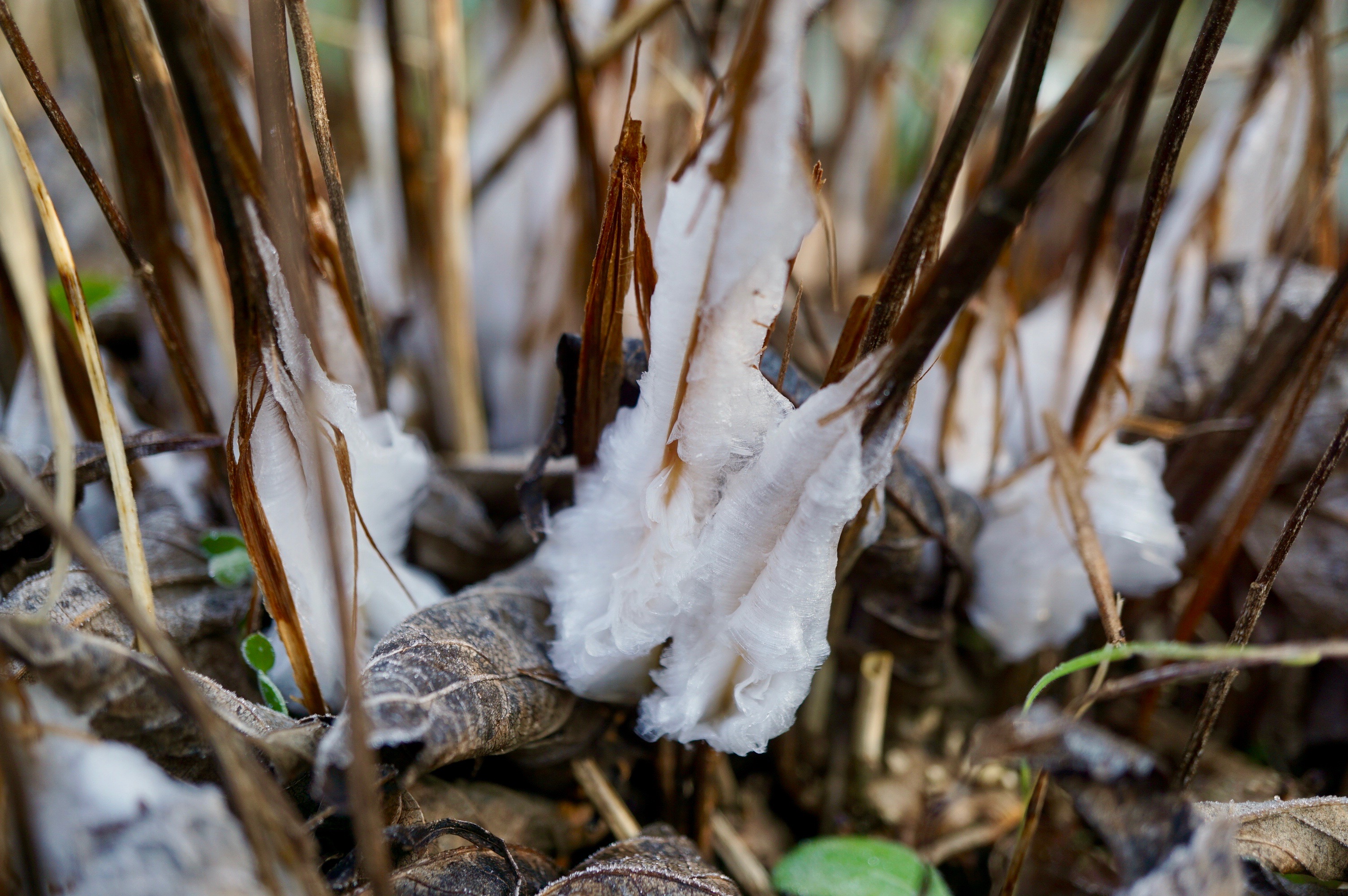 クズの根/Pueraria lobata roots