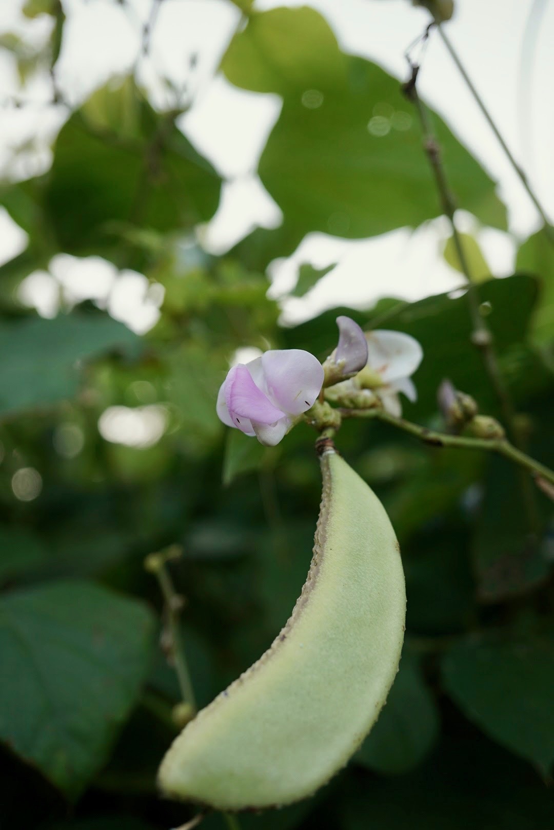 フジマメ/Lablab purpureus