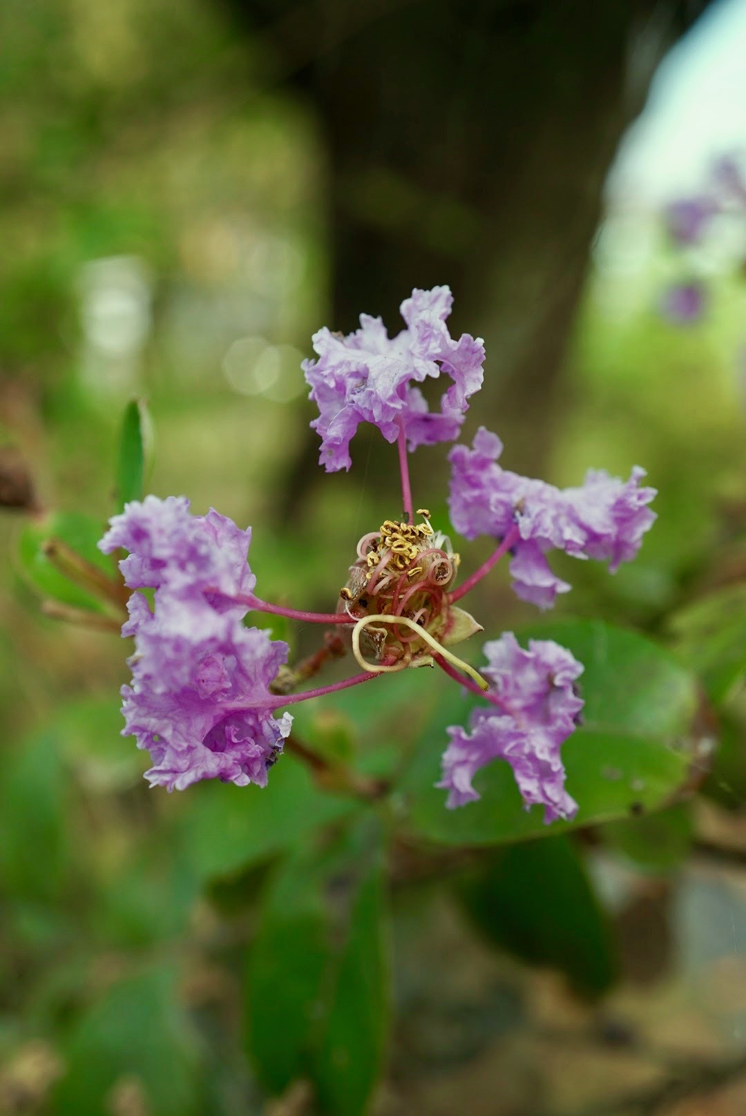 サルスベリ/Lagerstroemia indica