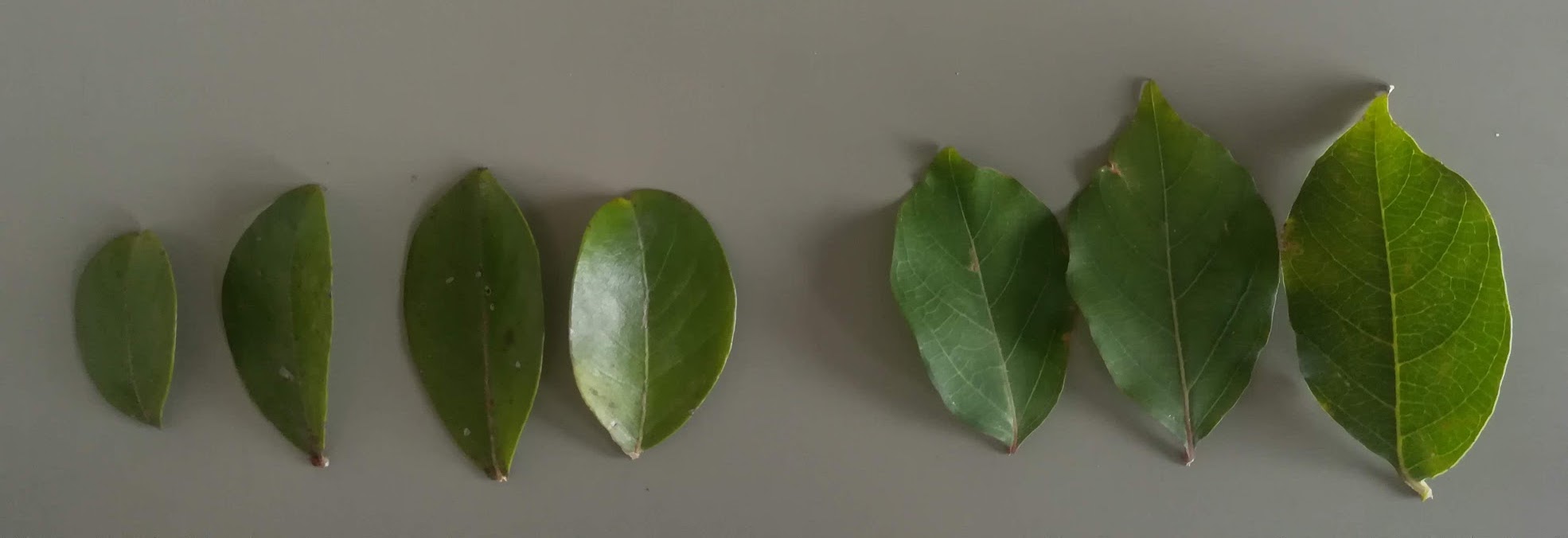 サルスベリとシマサルスベリの葉形比較/Leaf morphology of Lagerstroemia indica and L. subcostata