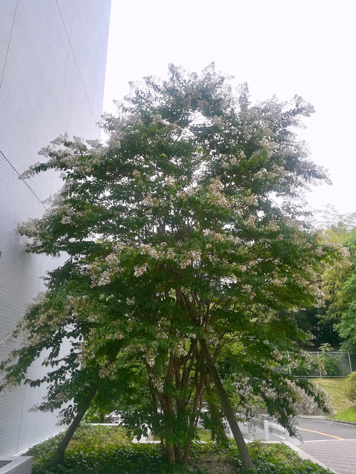 シマサルスベリ/Lagerstroemia subcostata