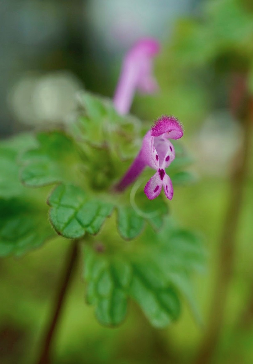 ホトケノザ/Lamium amplexicaule