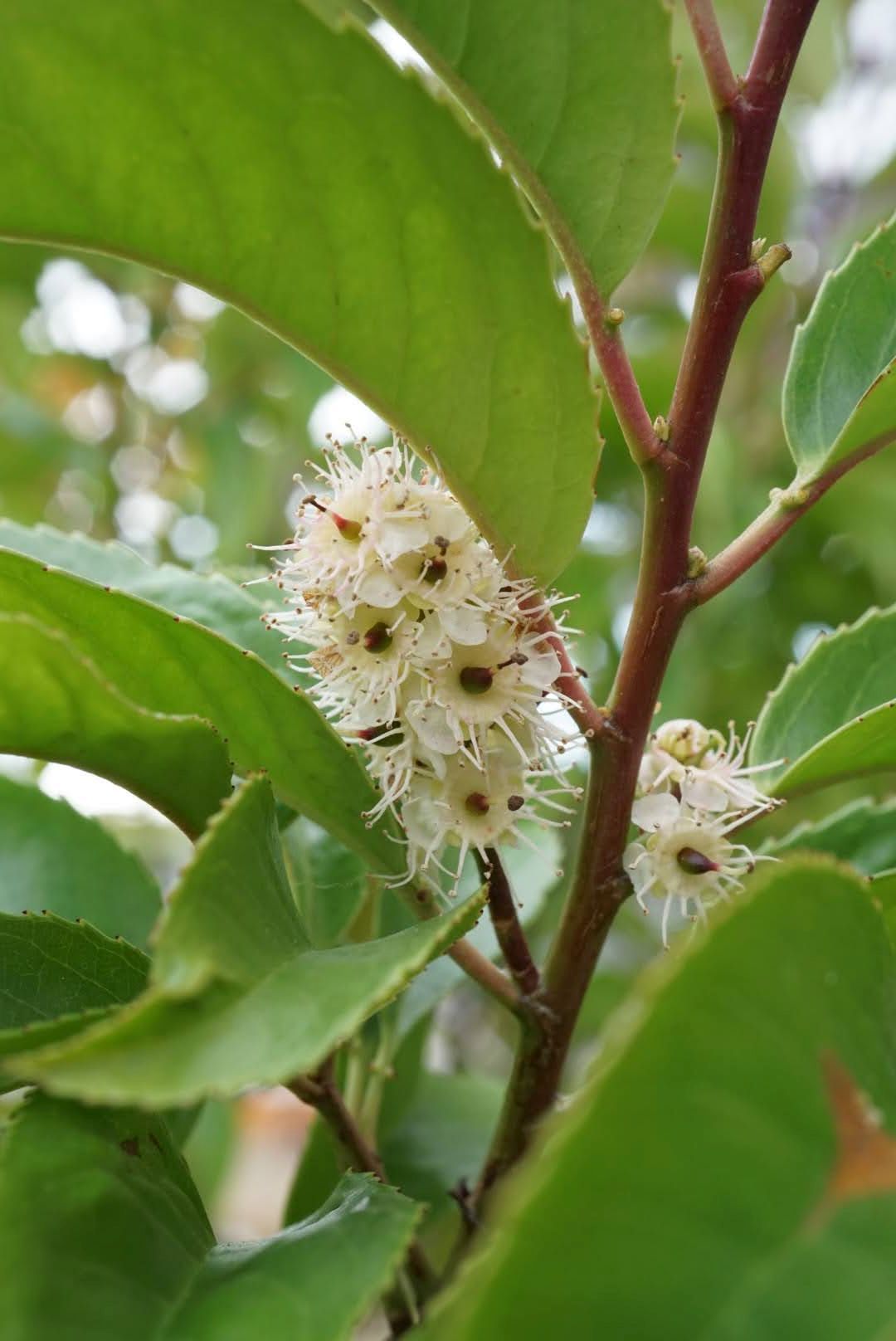 バクチノキ/Laurocerasus zippeliana