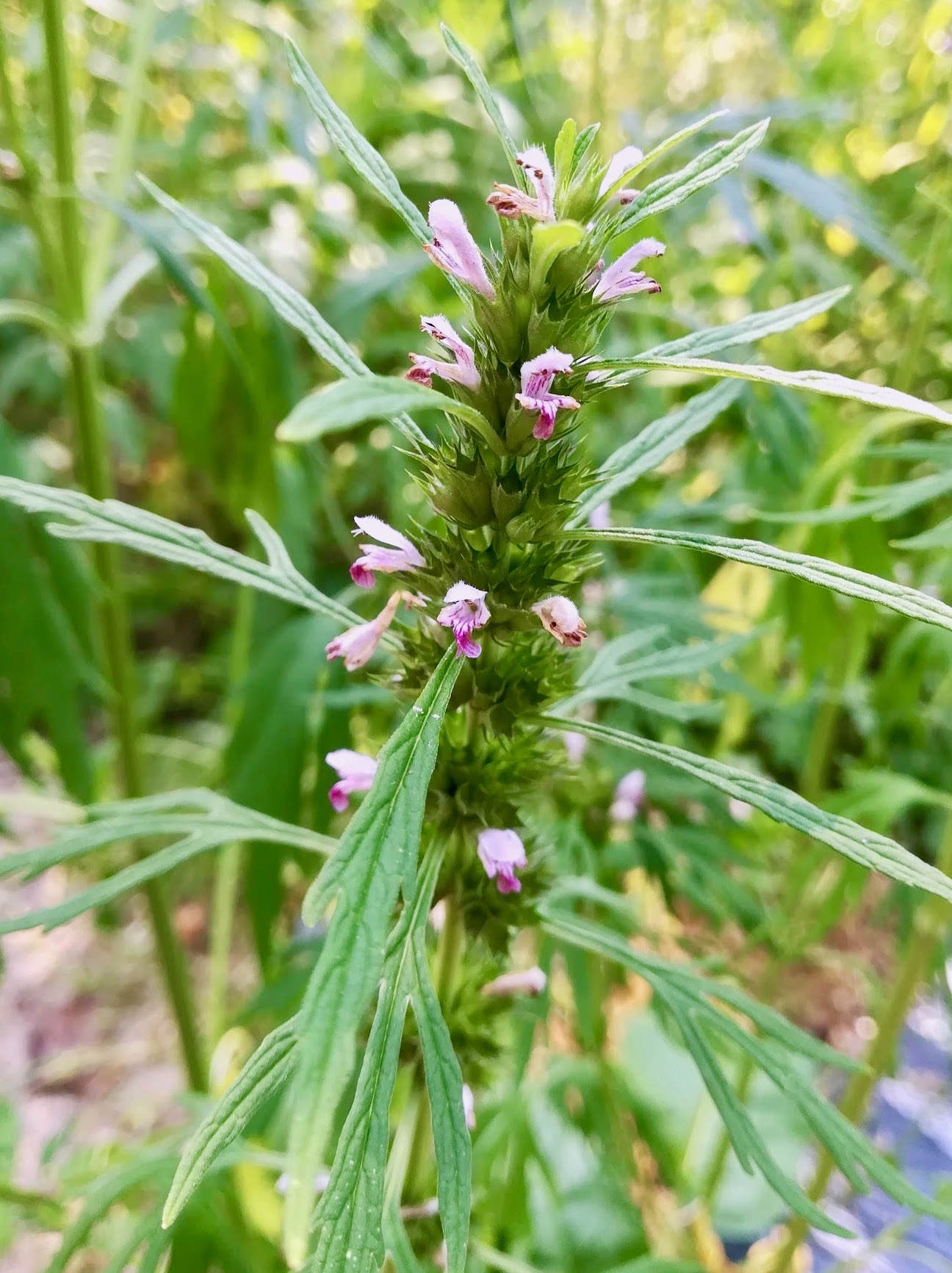 メハジキ/Leonurus japonicus