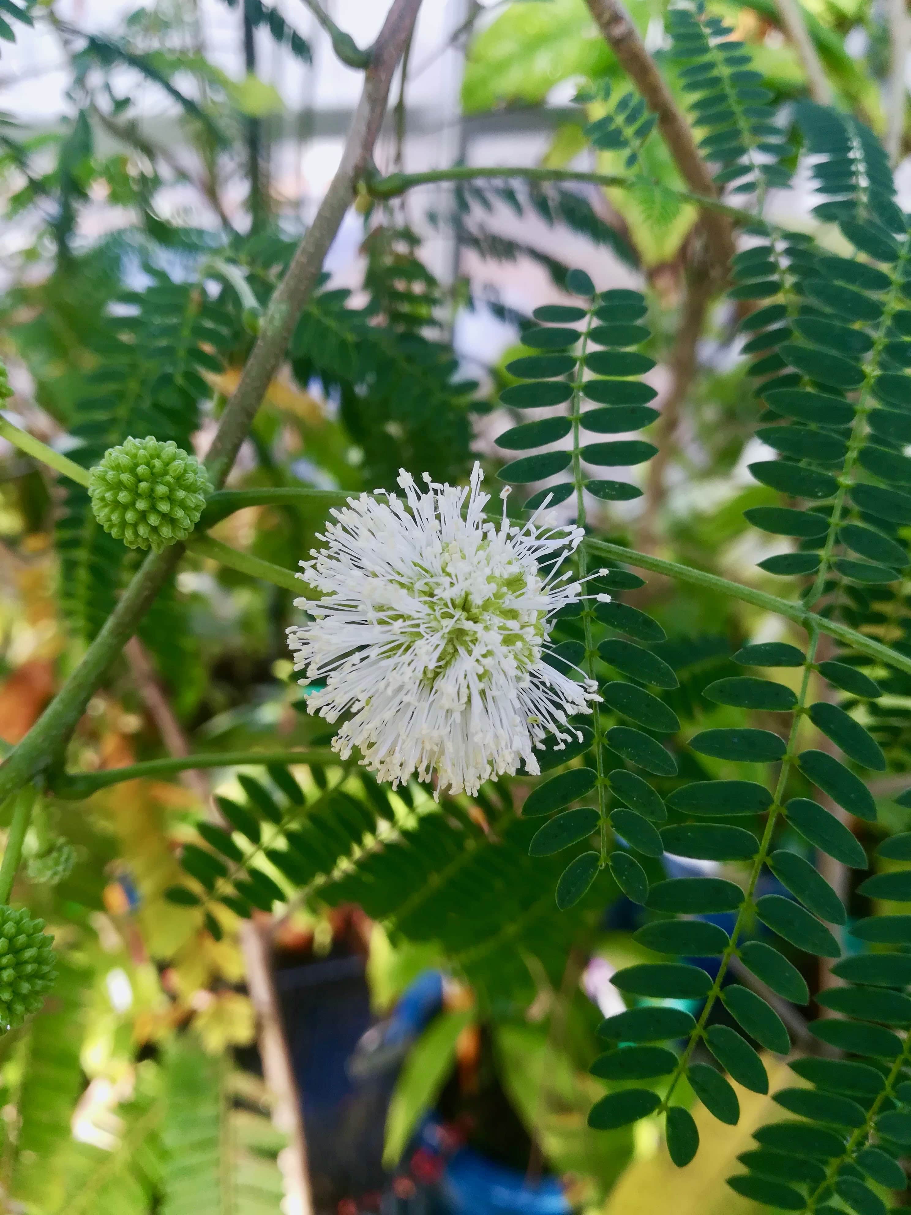 ギンネム/Leucaena leucocephala