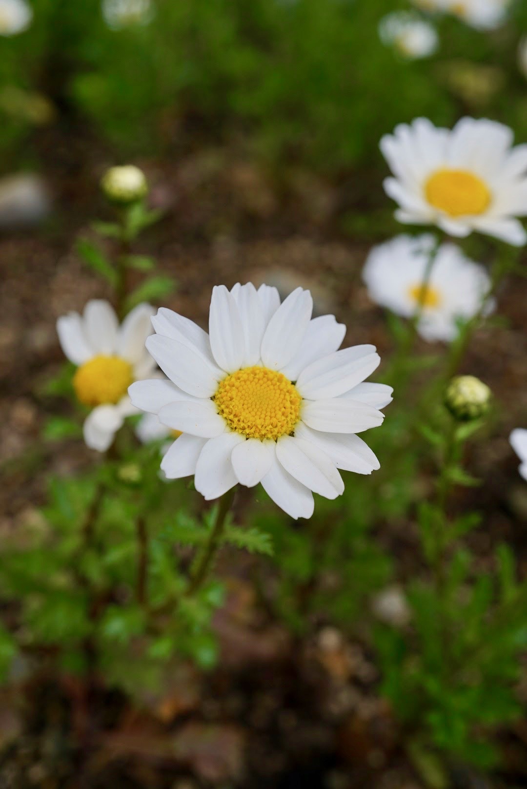カンシロギク/Leucanthemum paludosum