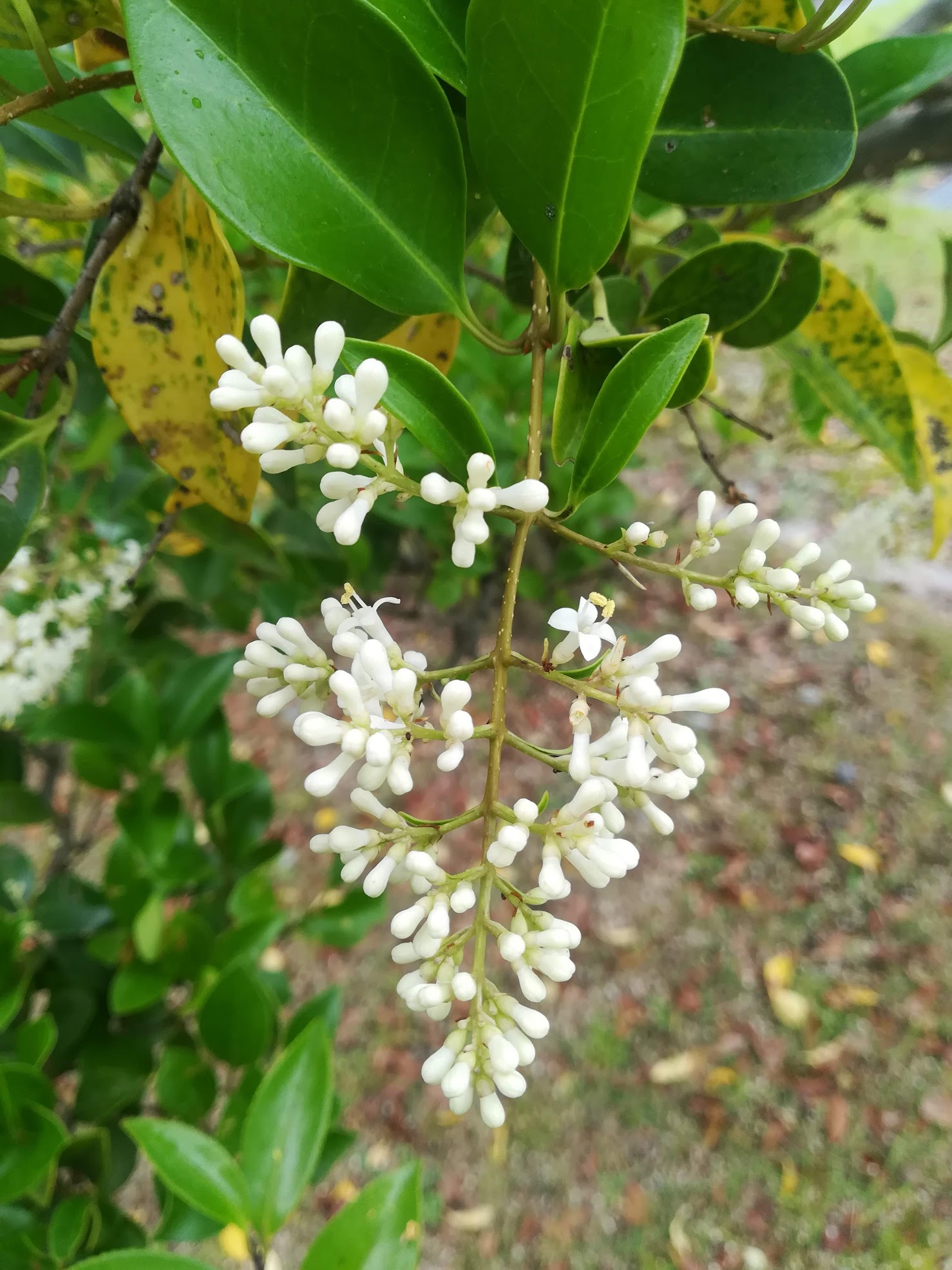 ネズミモチ/Ligustrum japonicum