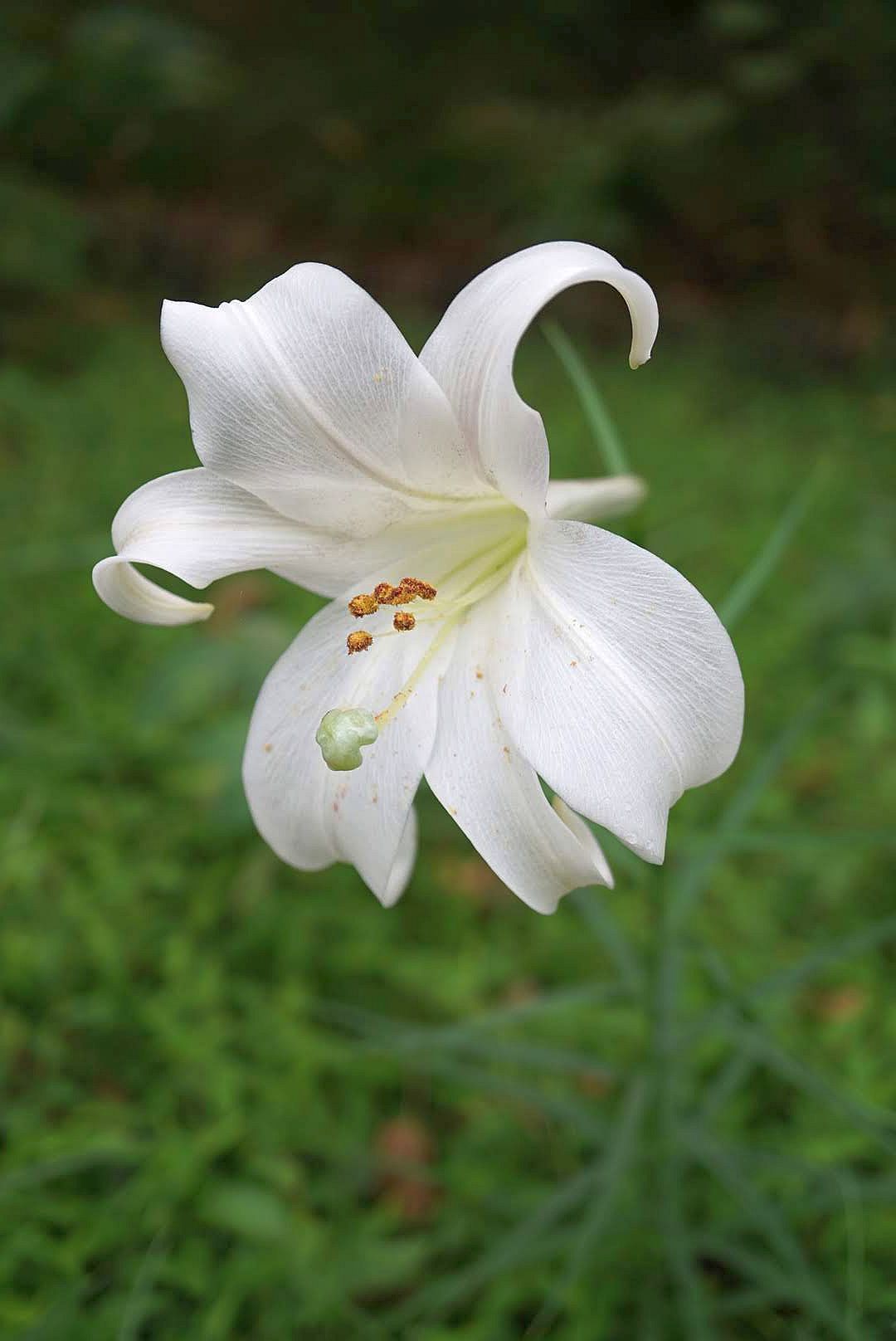 シンテッポウユリ/Lilium x formolongi