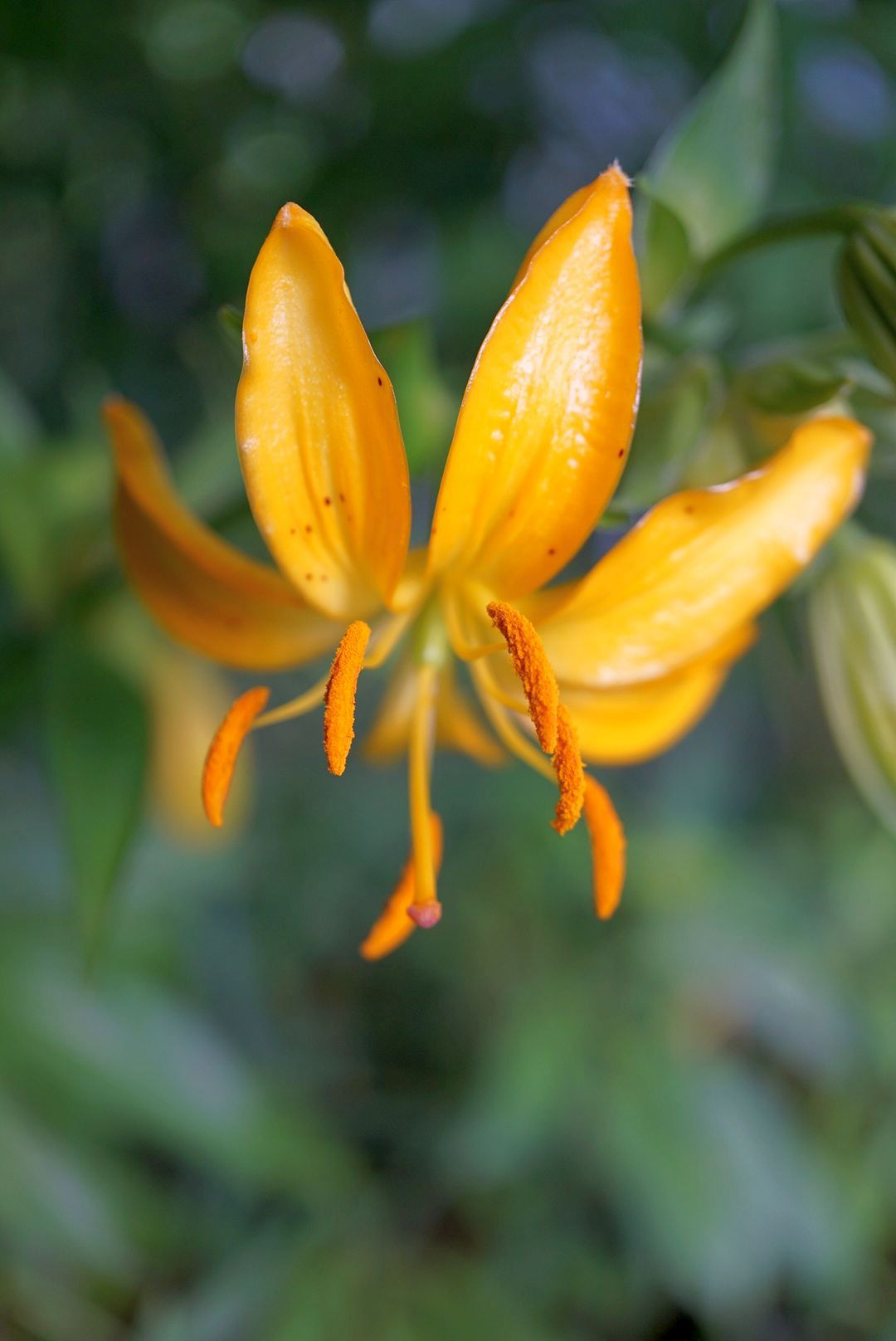 タケシマユリ/Lilium hansonii