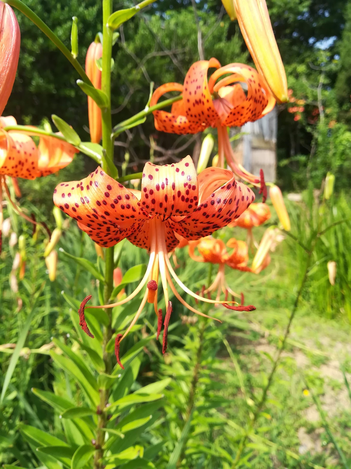 オニユリ/Lilium lancifolium