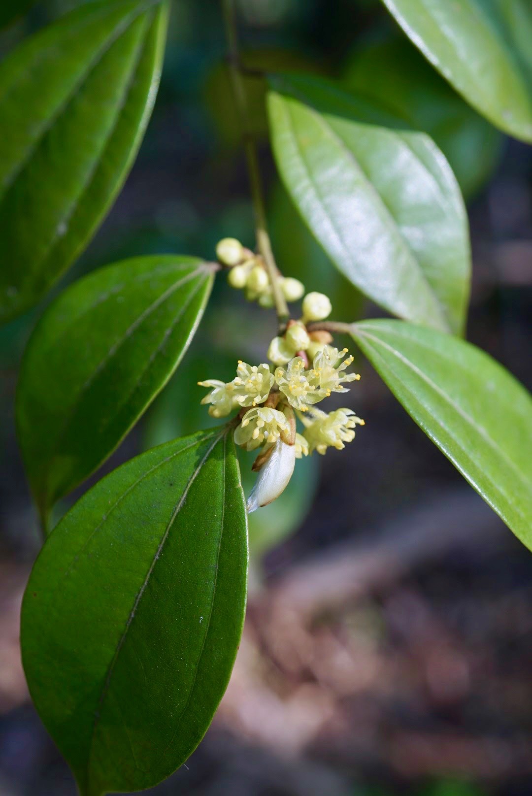 テンダイウヤク/Lindera aggregata