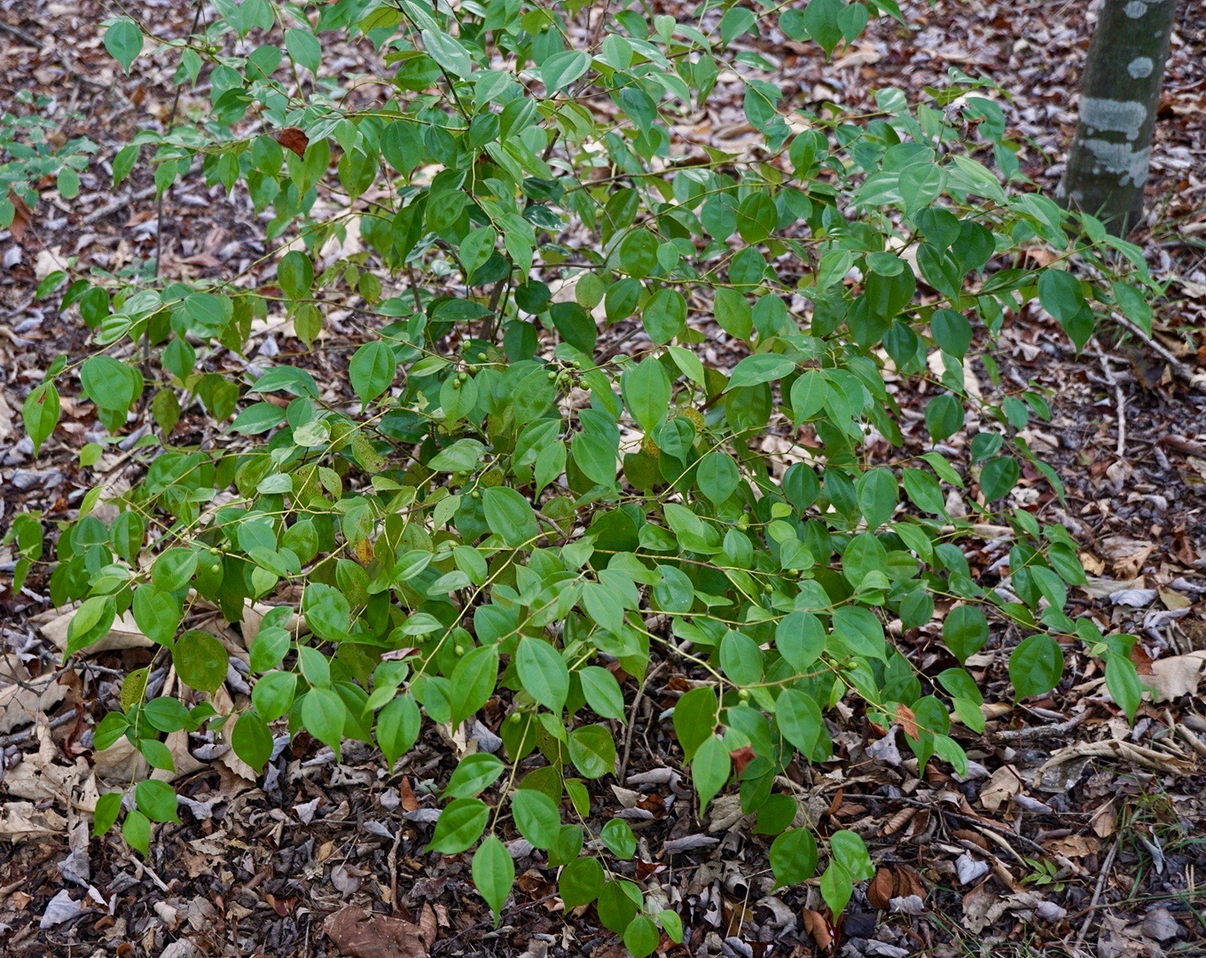 テンダイウヤク /Lindera aggregata