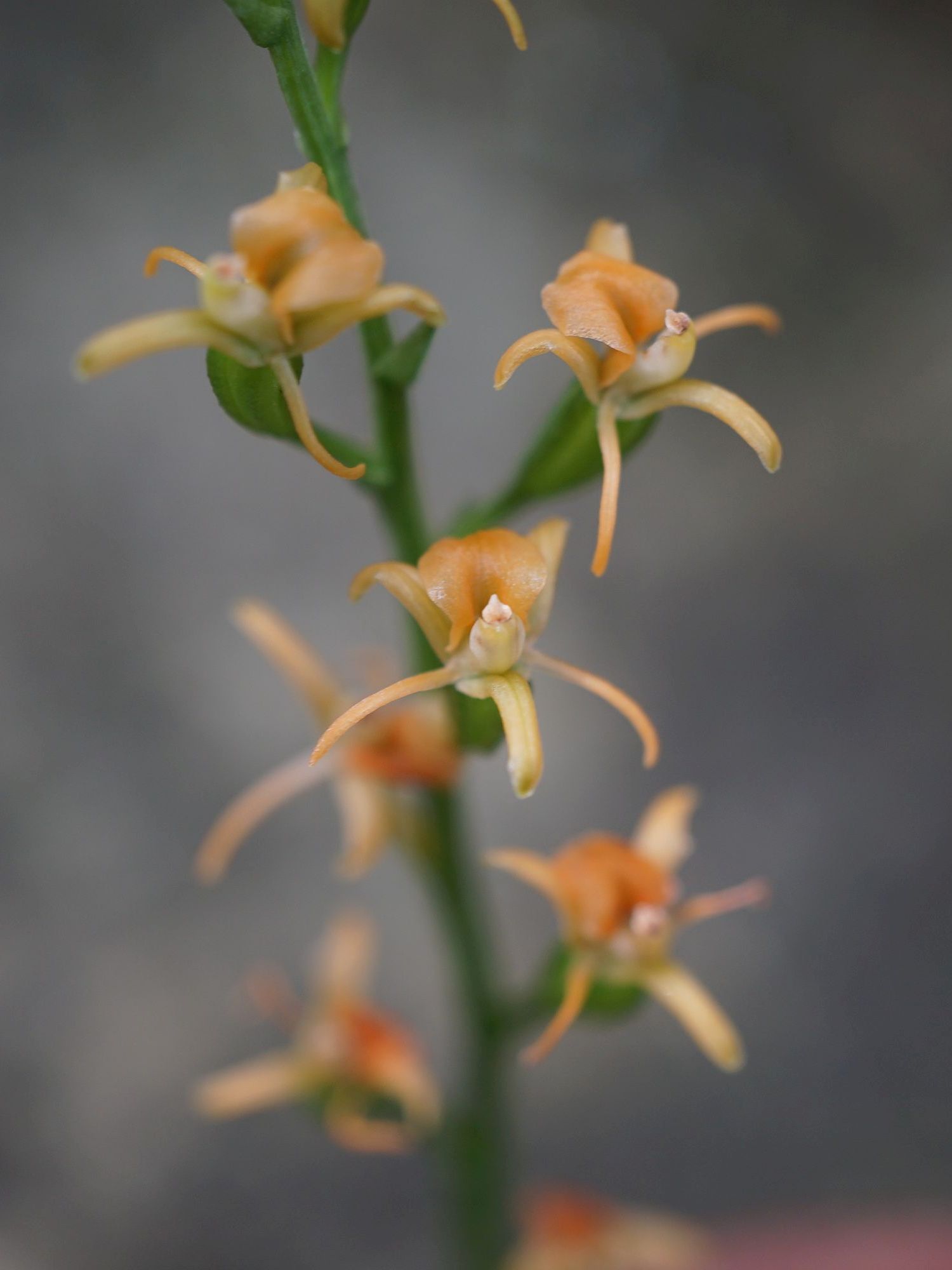 チケイランLiparis bootanensis