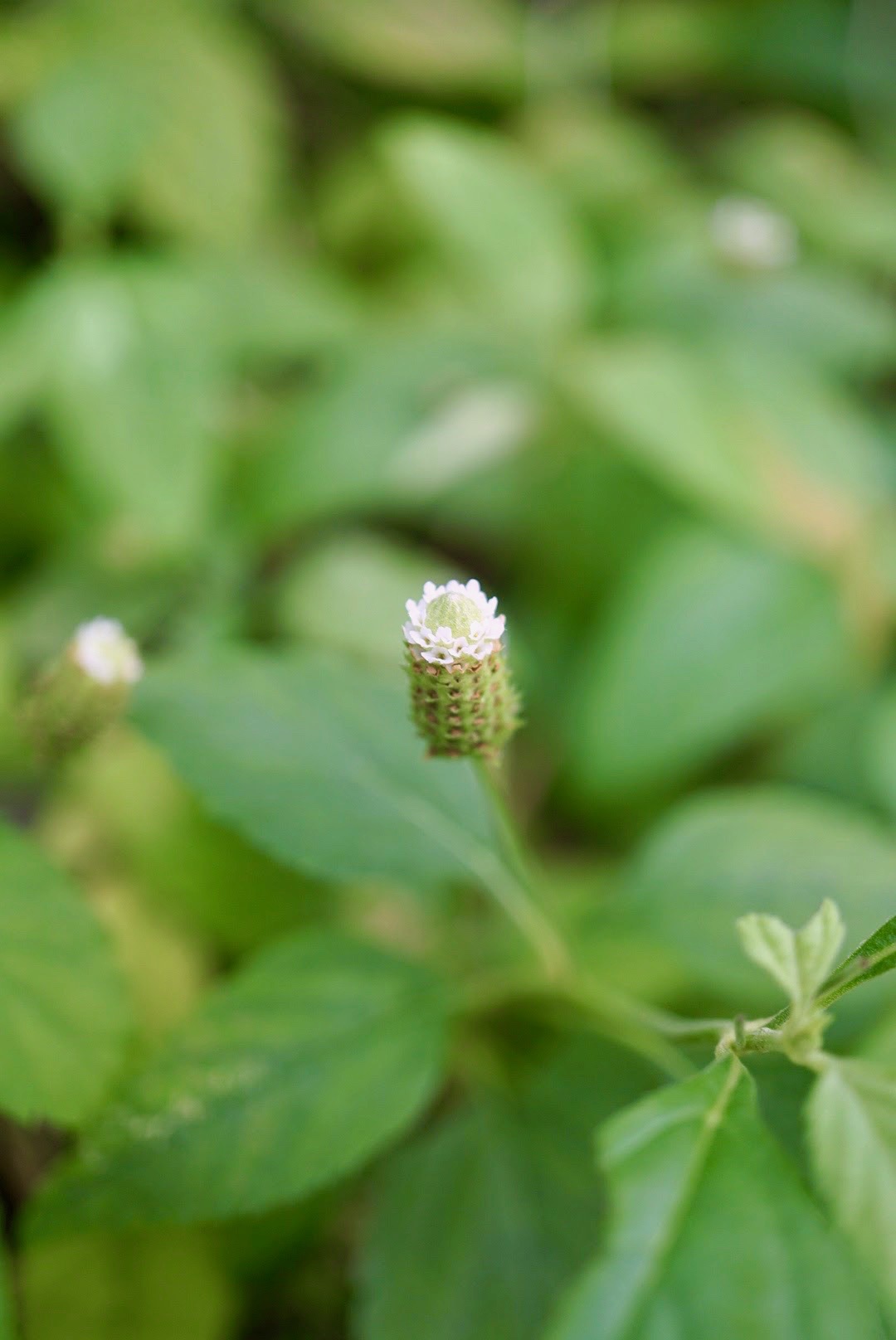 アマミコウスイボク/Lippia dulcis